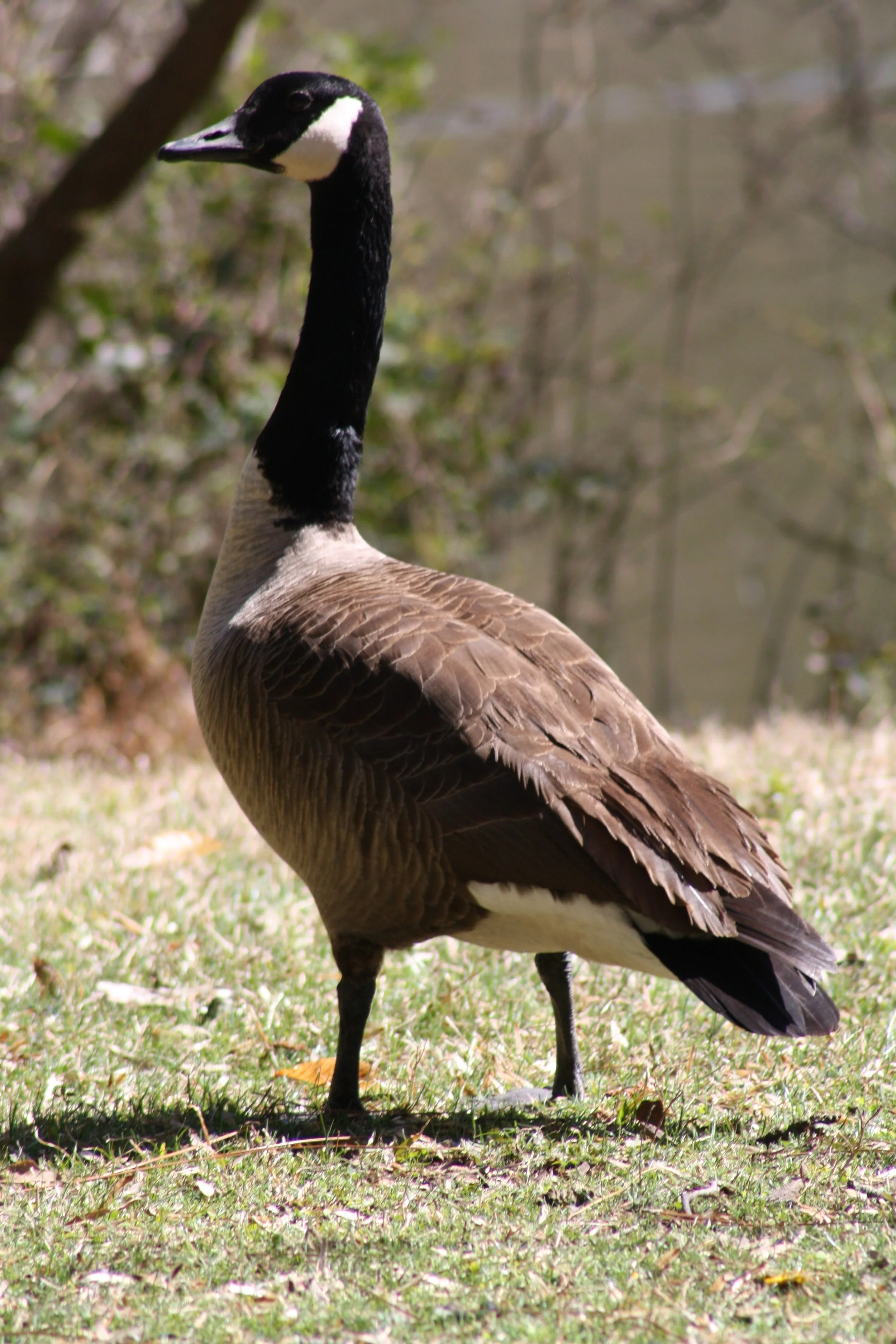 Canada Goose, Atlanta, GA, 2025.