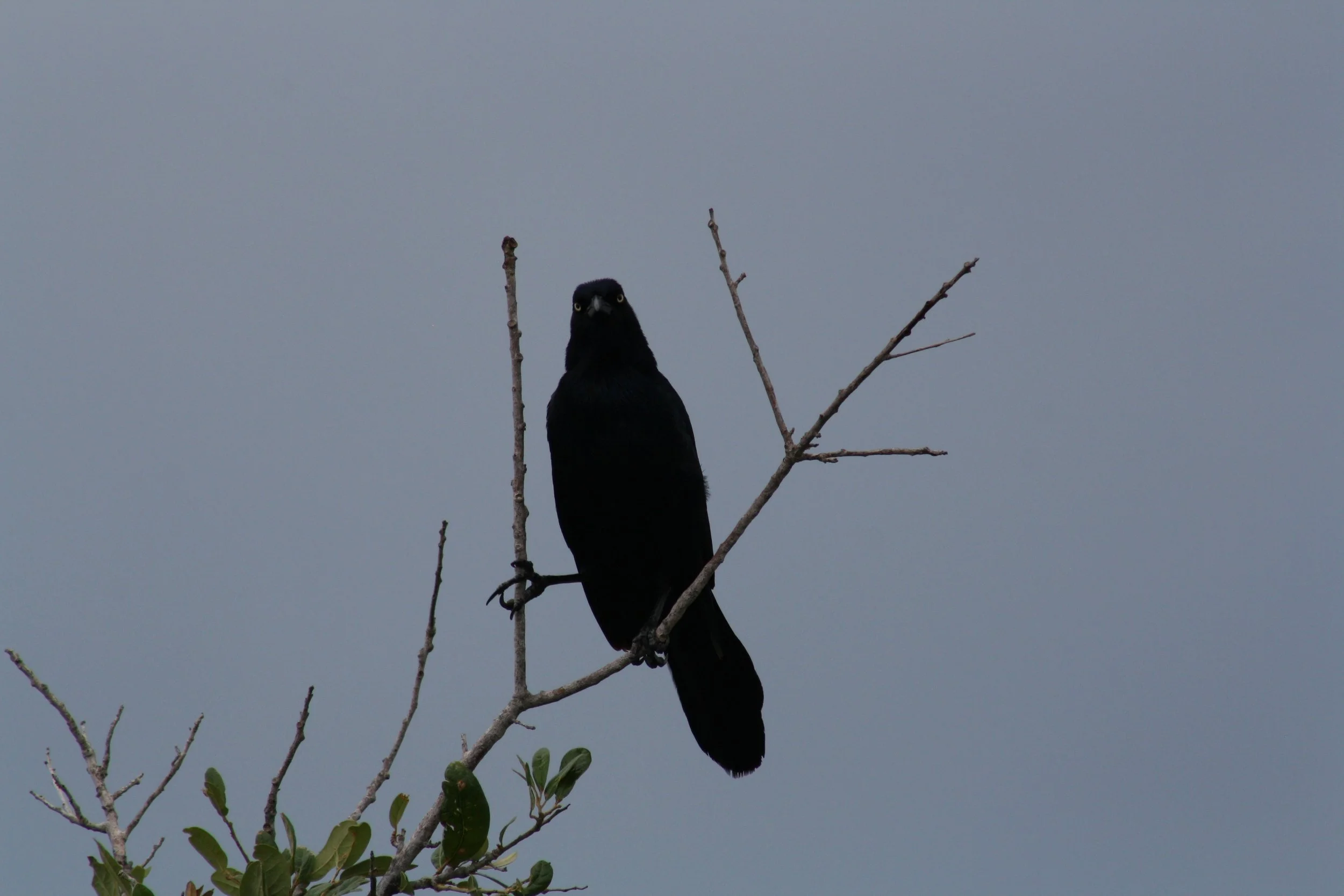 Boat Tailed Grackle, Jekyll Island, GA, 2025.
