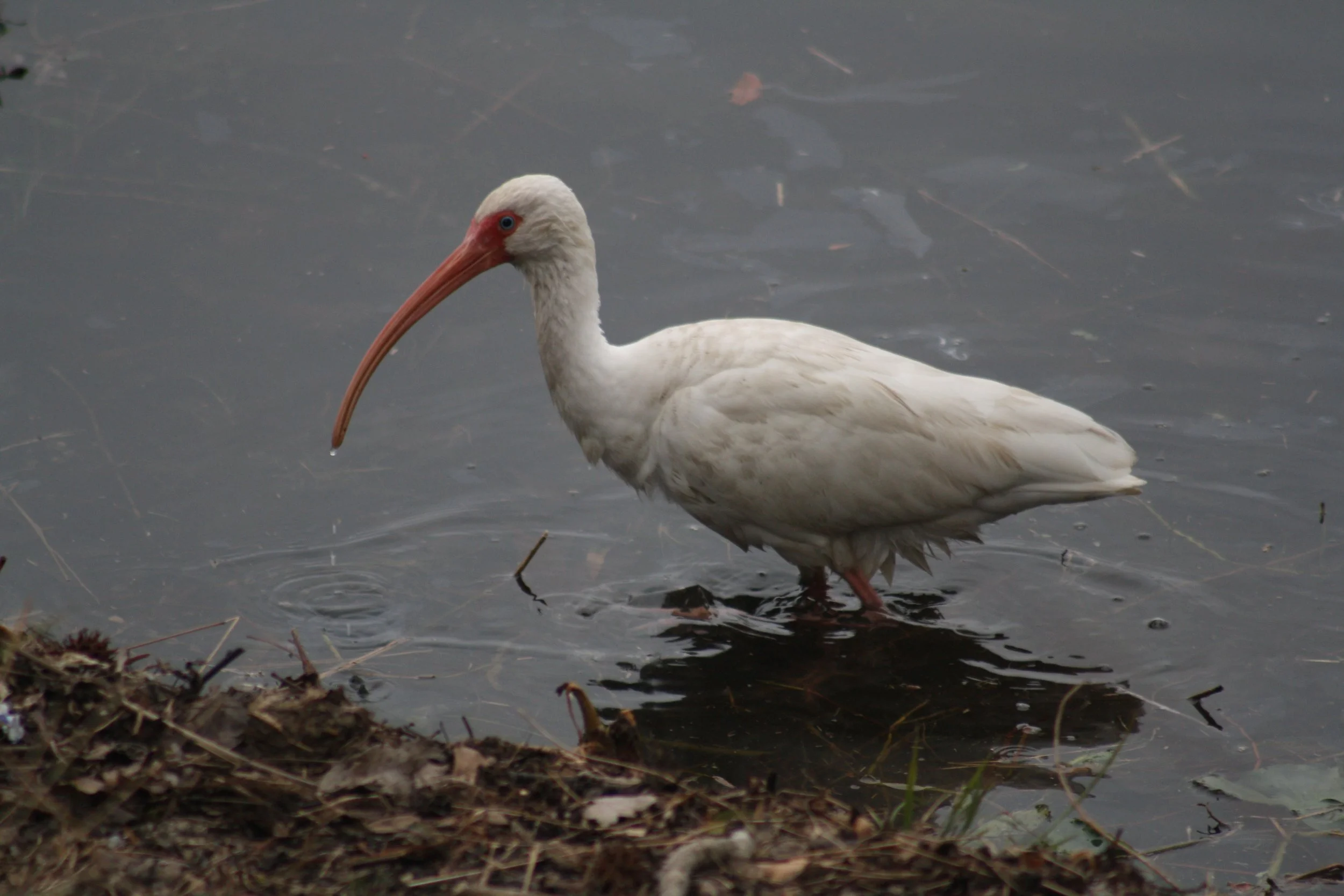 White Ibis, Savannah, GA, 2026.