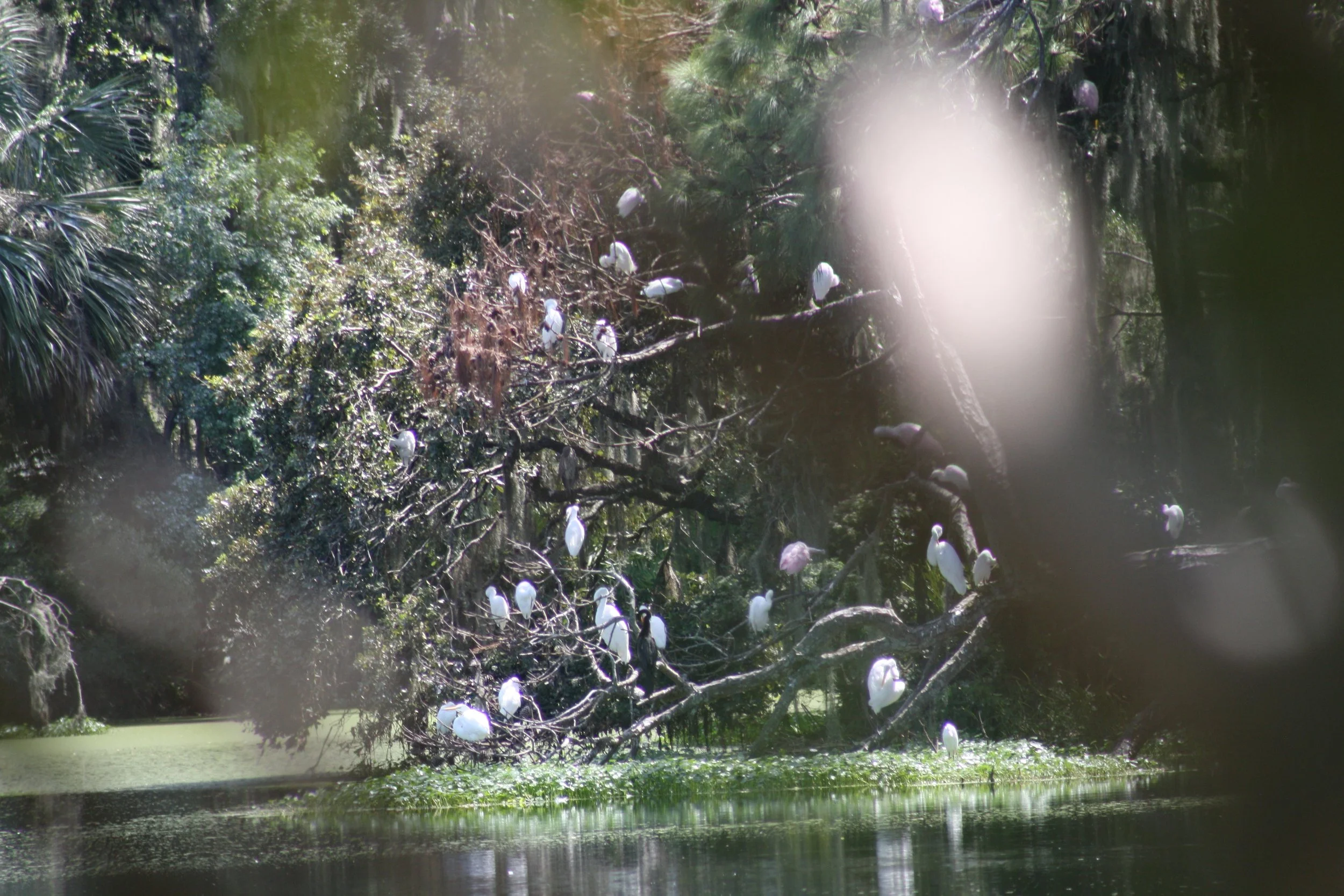 Roseate Spoonbill and Great Egret, Skidaway Island, GA, 2025.