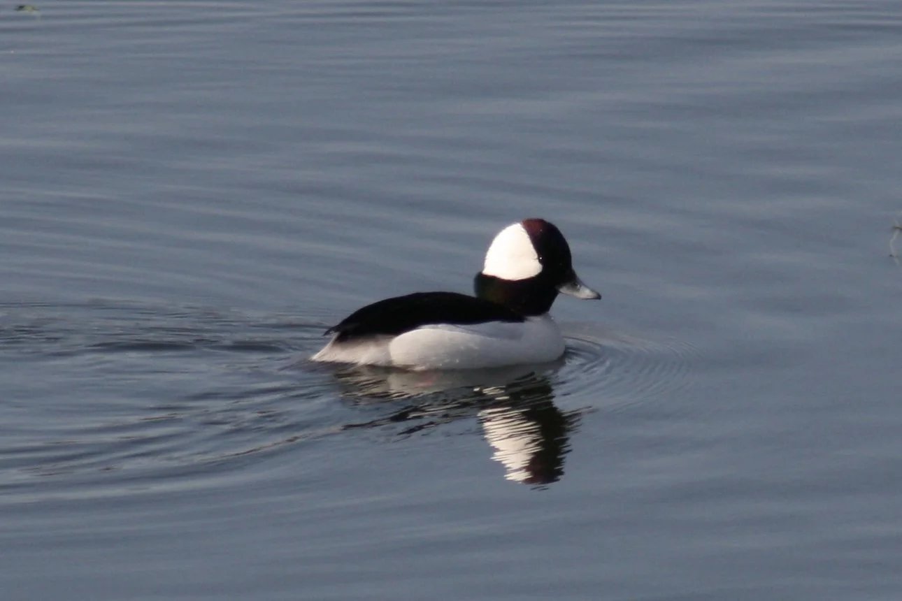 Bufflehead, Savannah, GA, 2026.