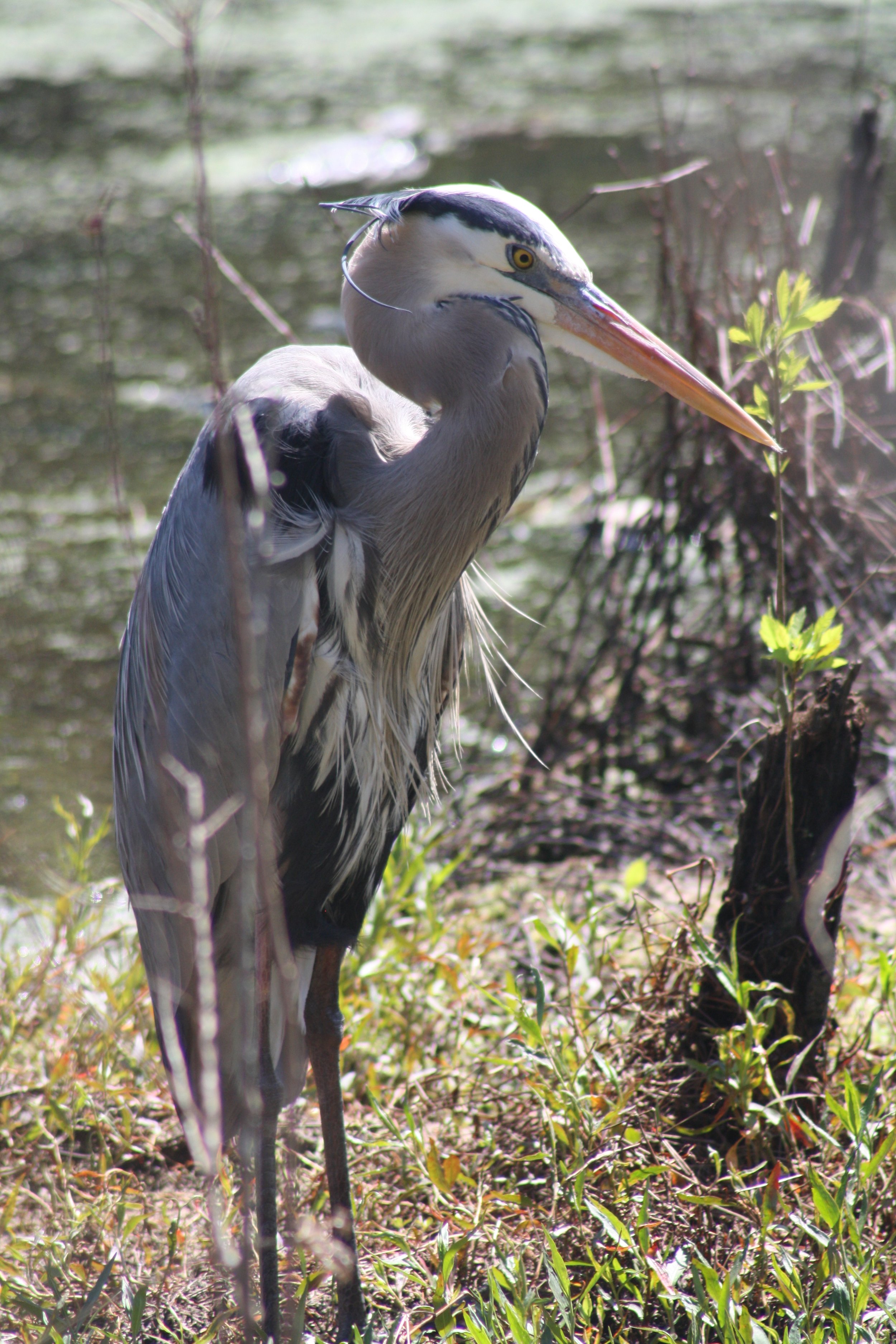 Great Blue Heron, Hilton Head Island, SC, 2026.
