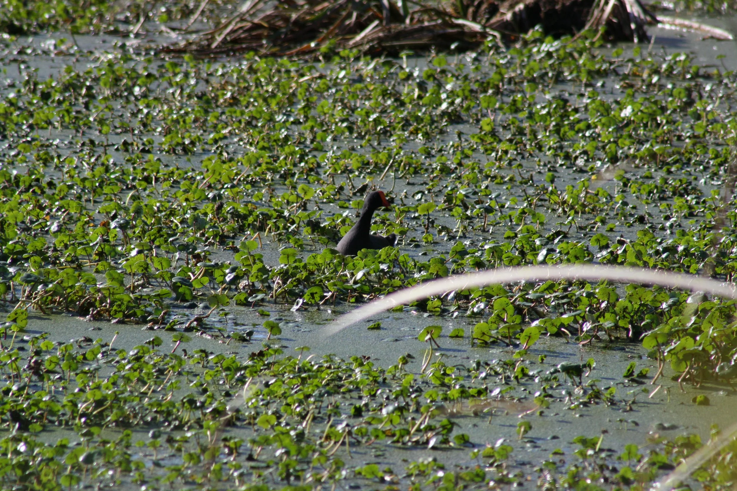 Common Gallinule, Skidaway Island, GA, 2025.