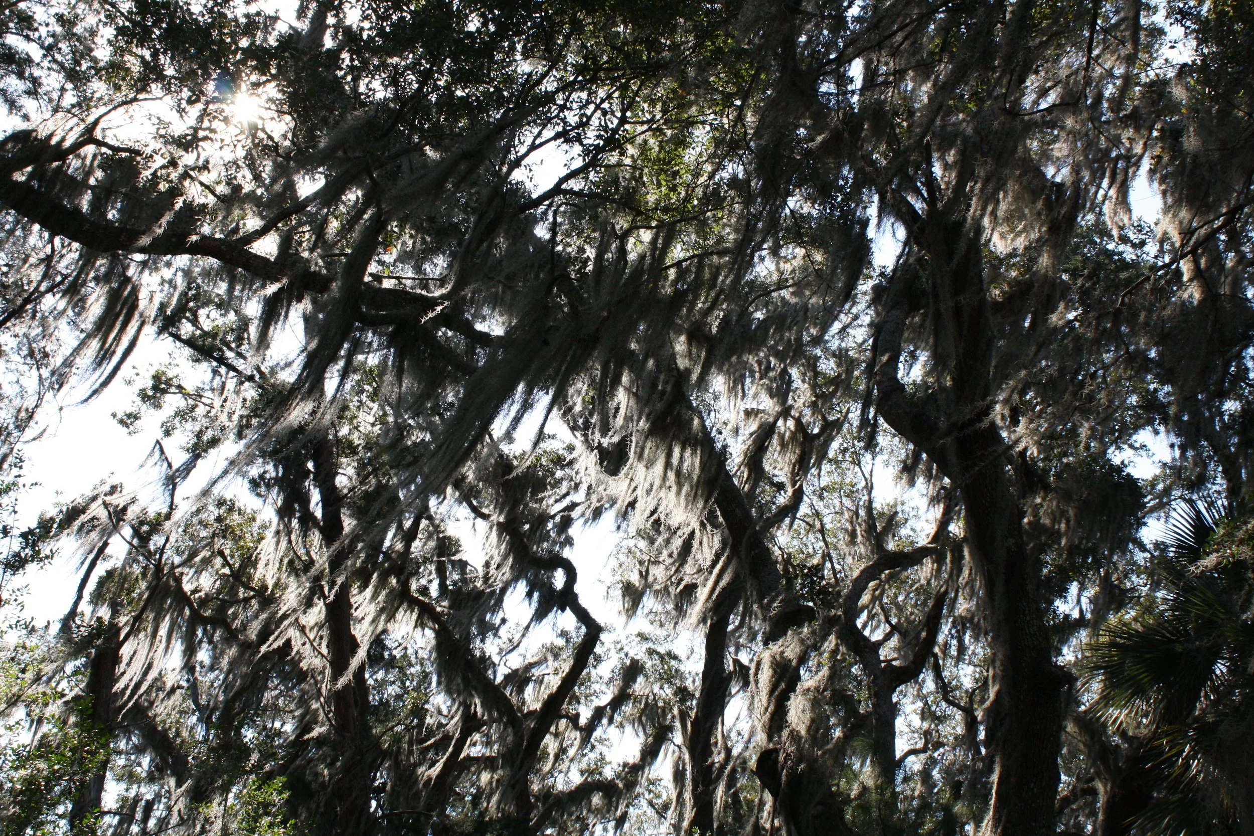 Skidaway Island, GA, 2025.