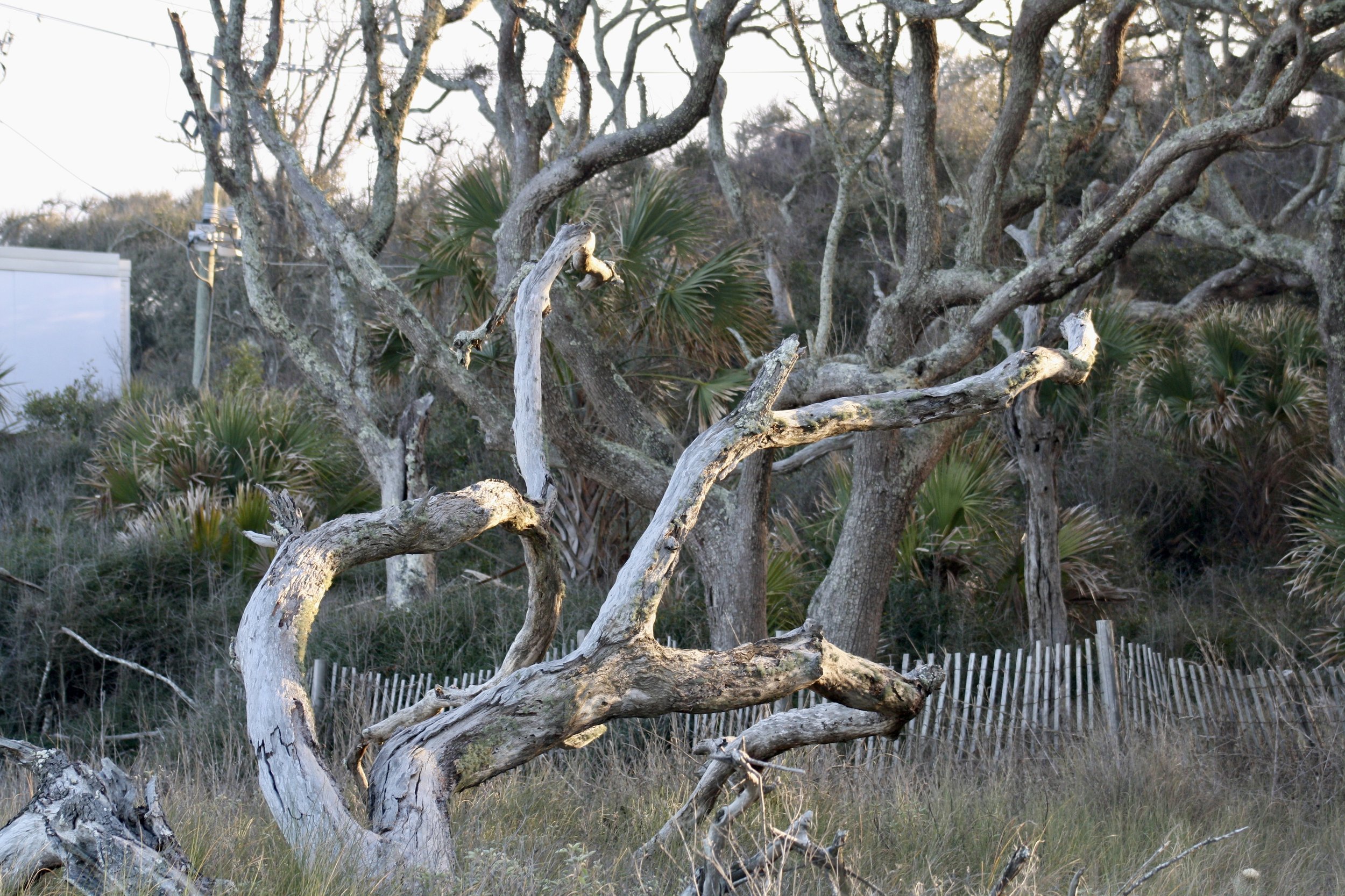 Jekyll Island, GA, 2026.