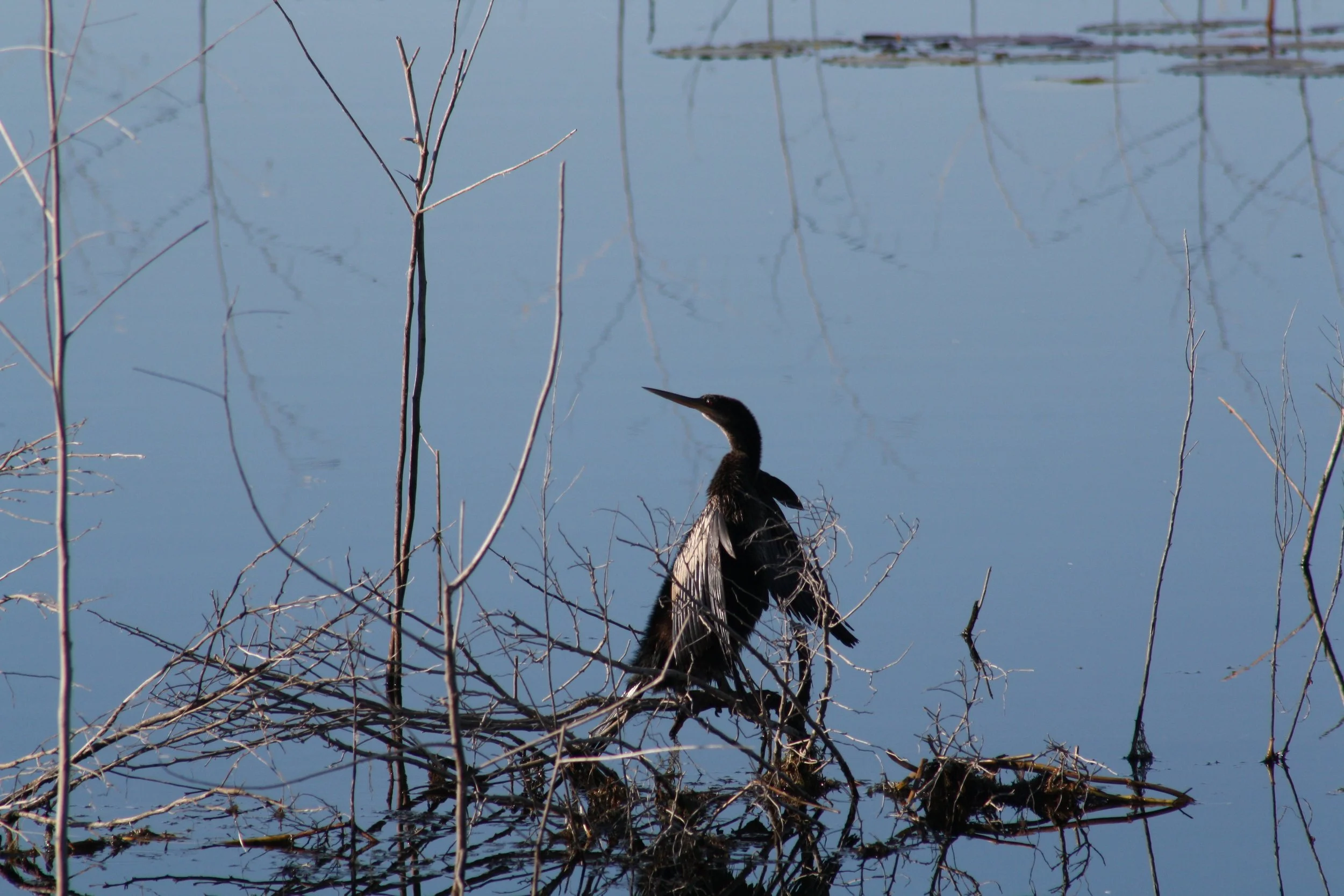 Anhinga, Savannah, GA, 2025.