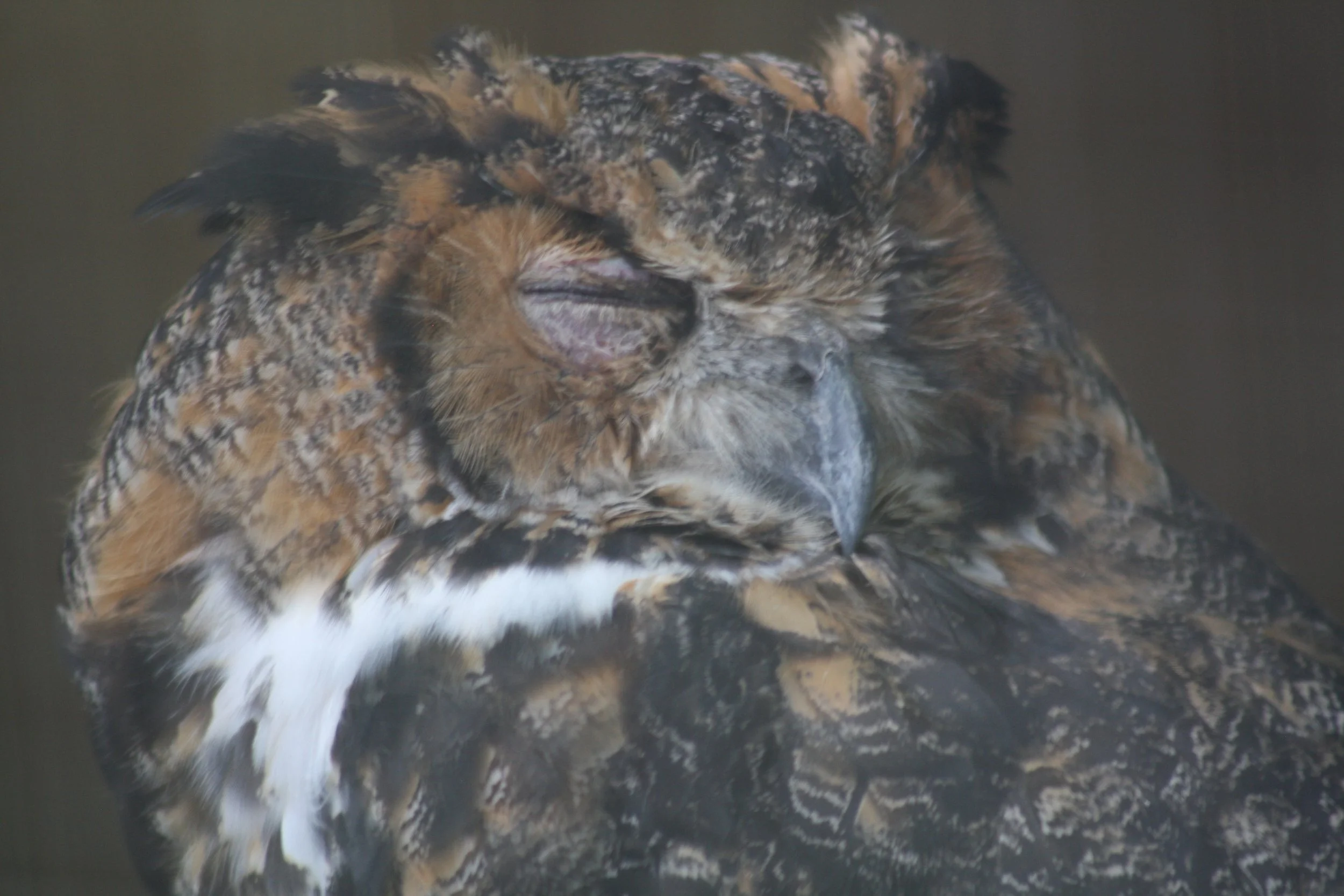 Long Eared Owl, Charleston, SC, 2026.
