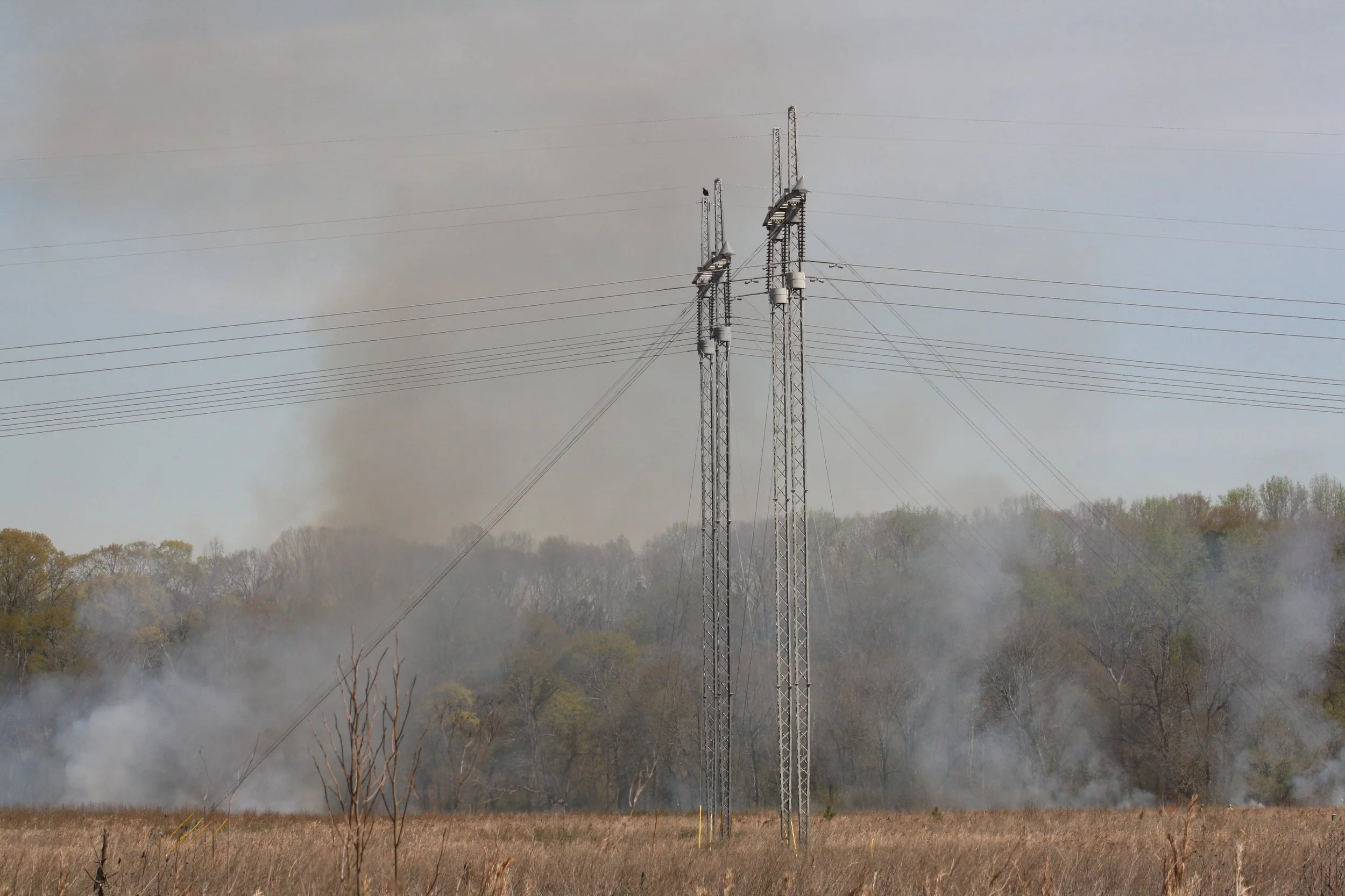 Panola Mountain, GA, 2025.
