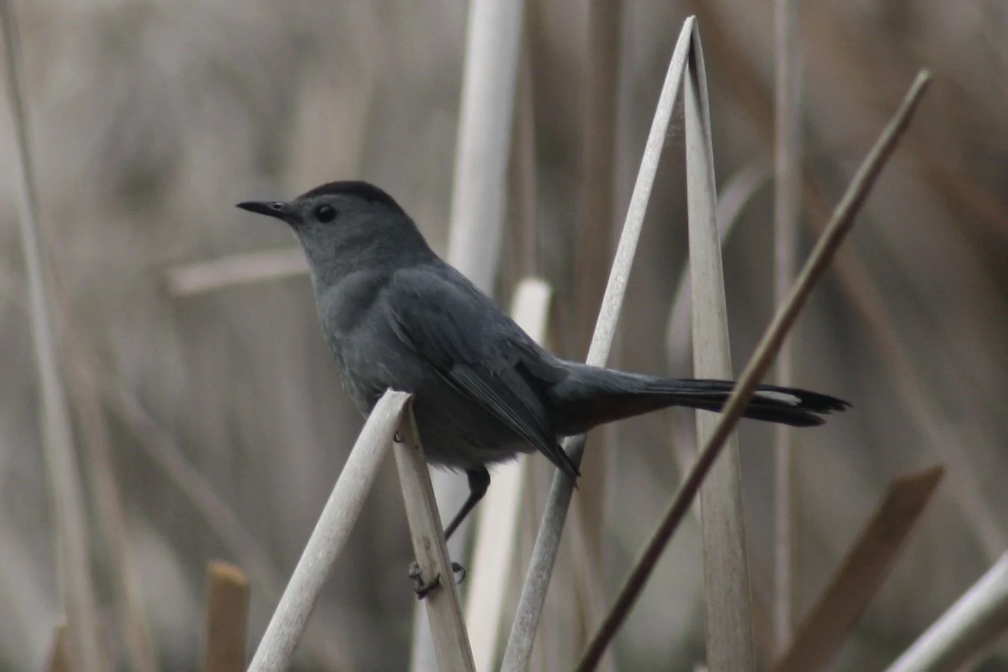 Gray Catbird, Hilton Head Island, SC, 2026.