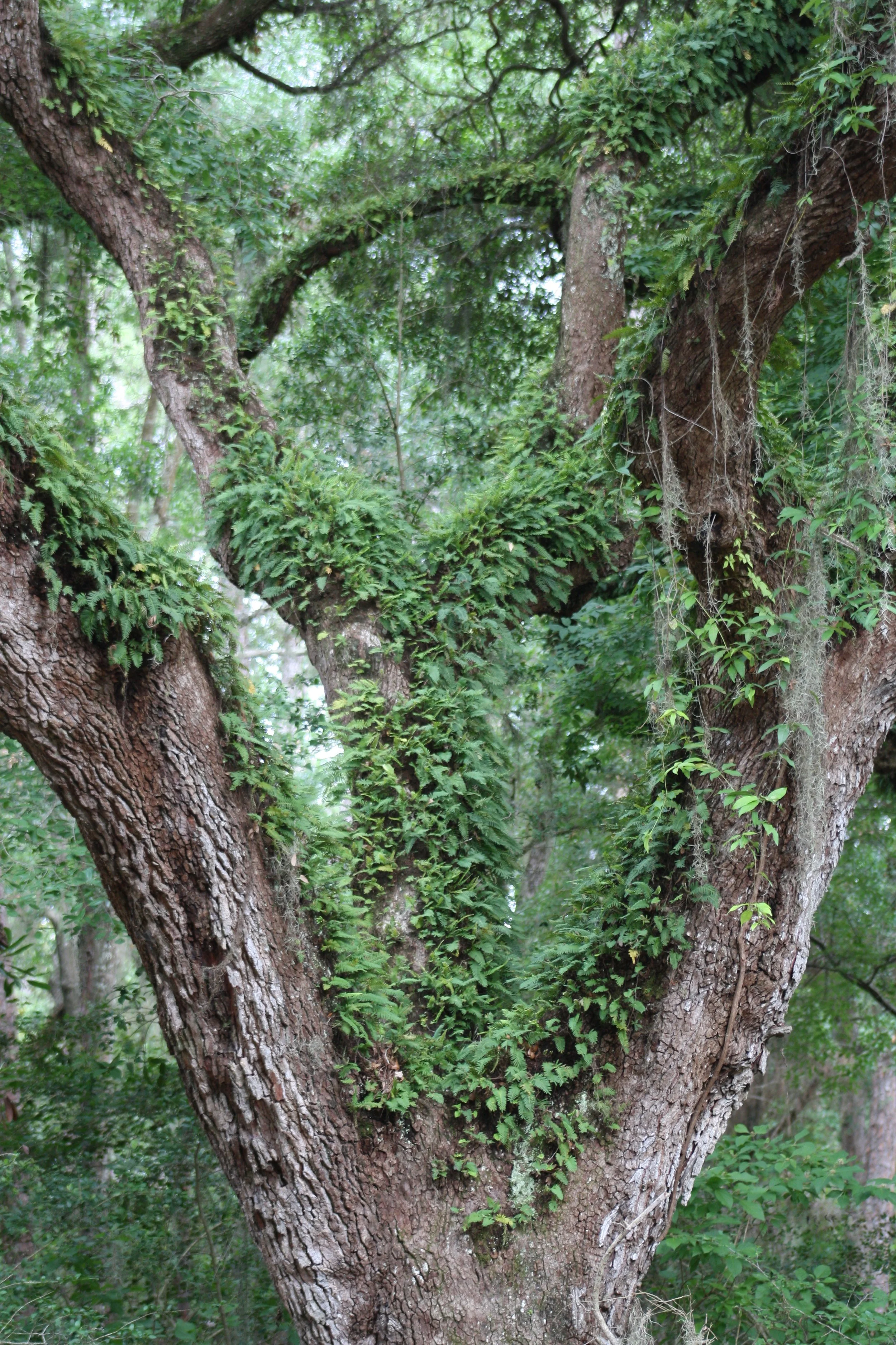 Jekyll Island, GA, 2025.