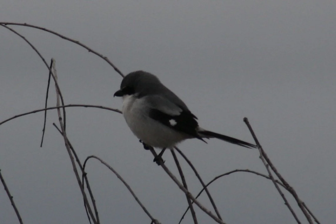 Loggerhead Shrike, Savannah, GA, 2026.