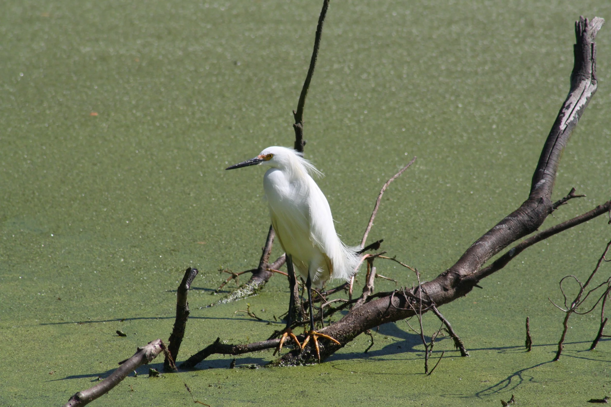 Snowy Egret, Hilton Head Island, SC, 2026.