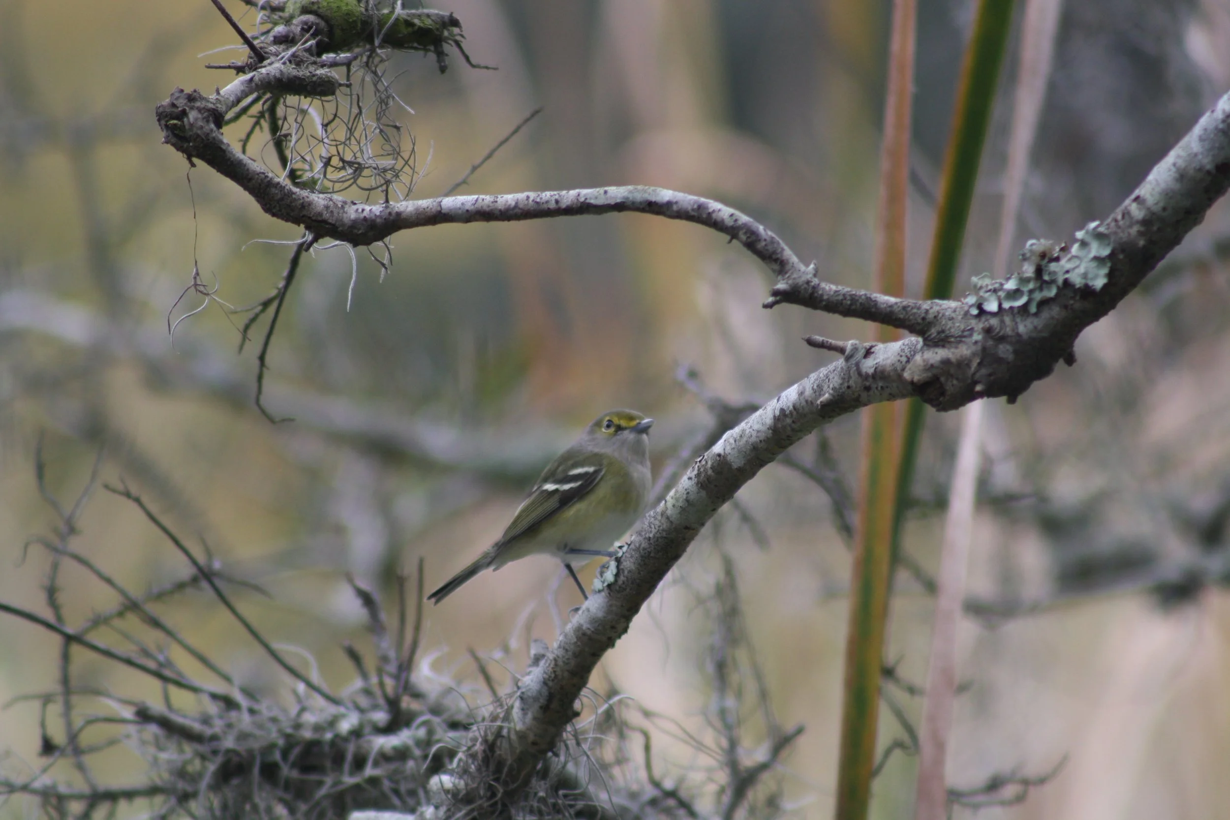 White Eyed Vireo, Skidaway Island, GA, 2025.