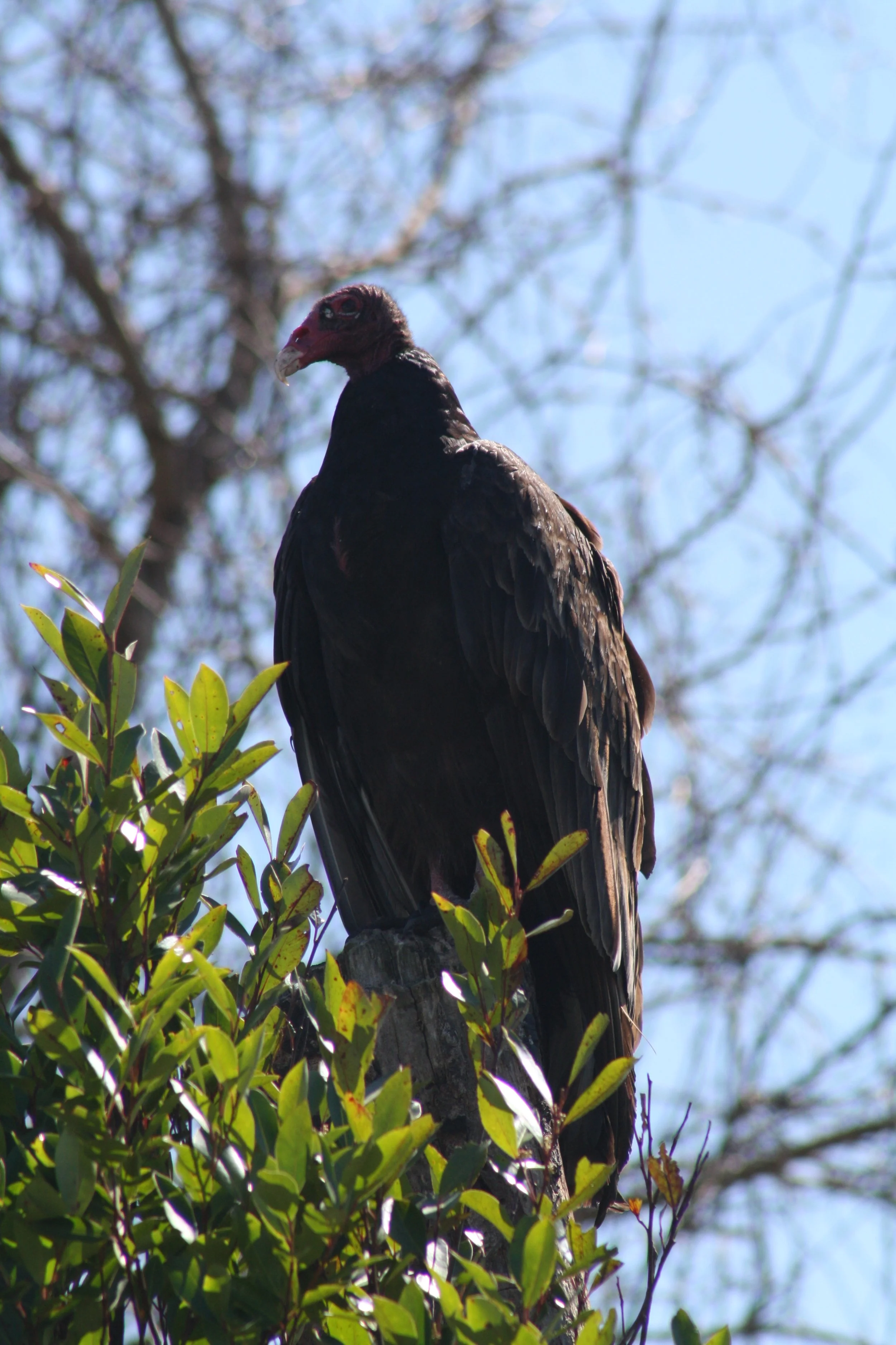 Turkey Vulture, Savannah, GA, 2026.