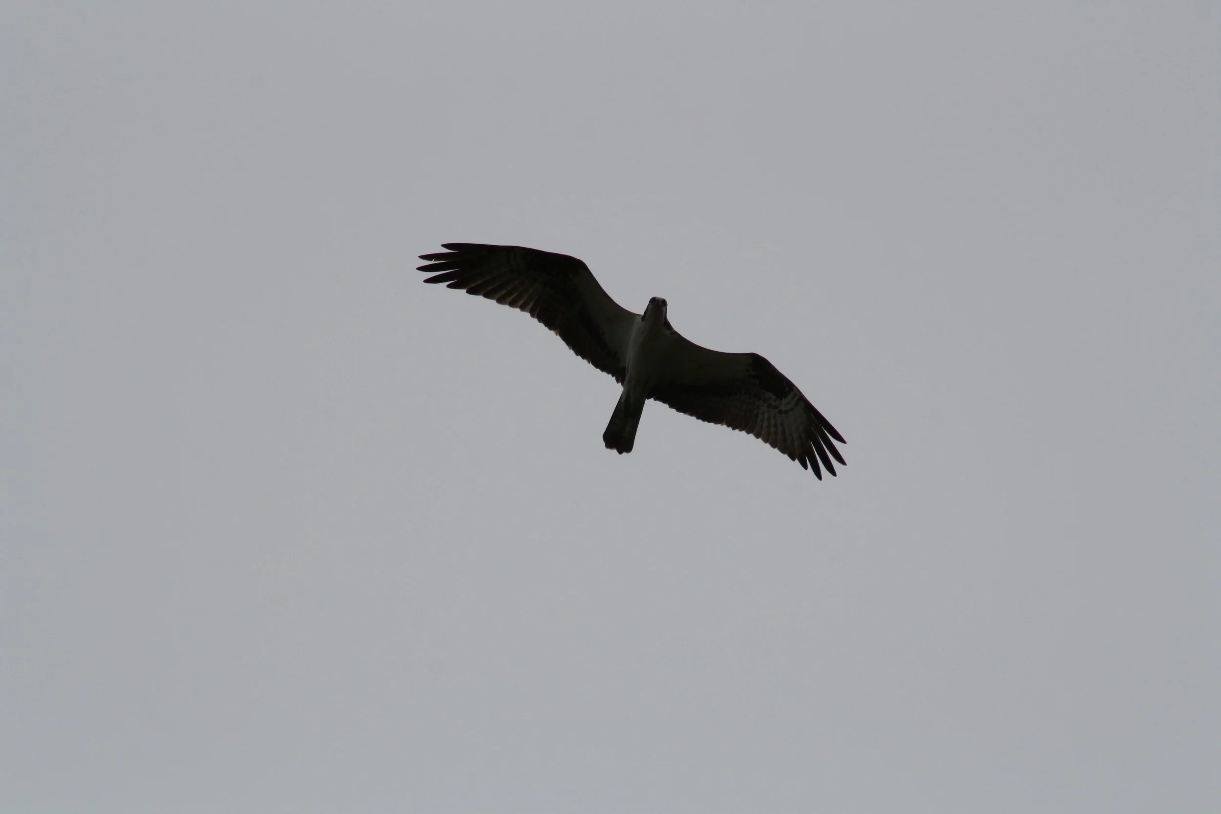 Osprey, Fort Pulaski, GA, 2025.