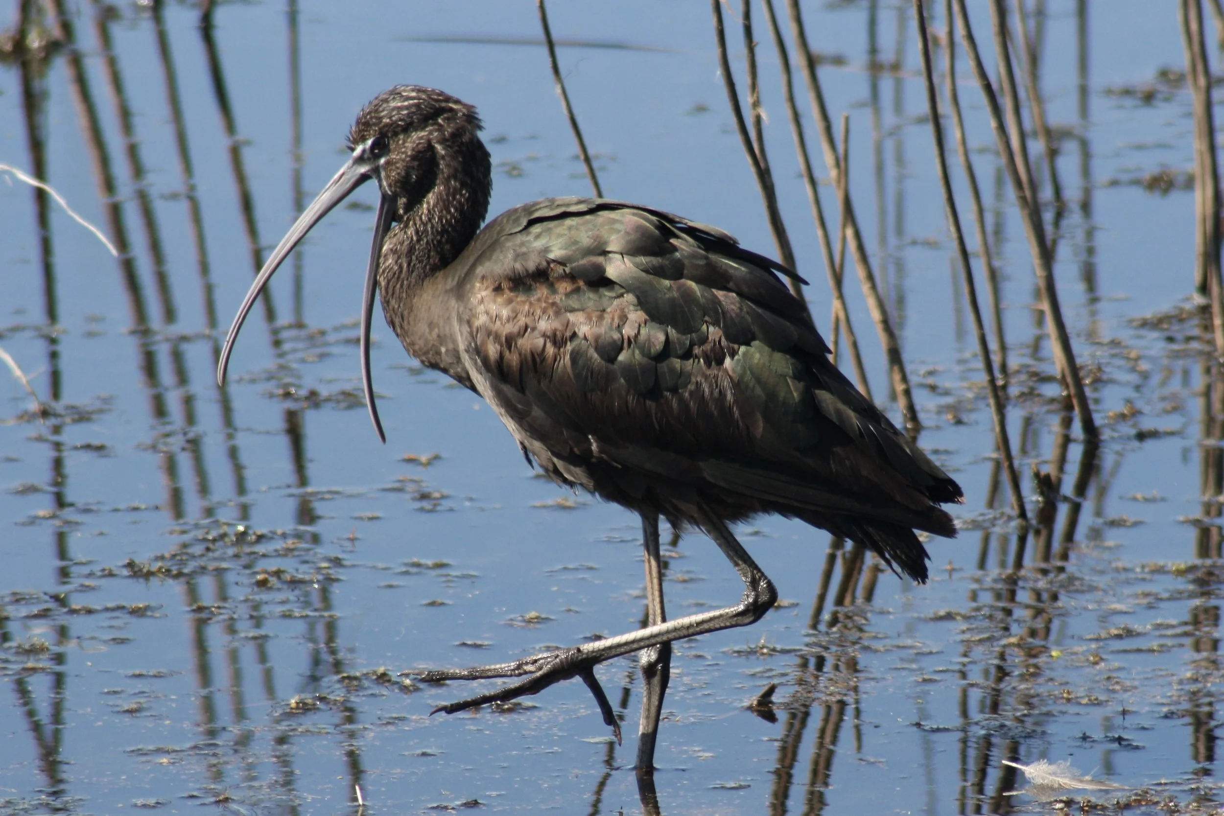 Glossy Ibis, Savannah, GA, 2026.