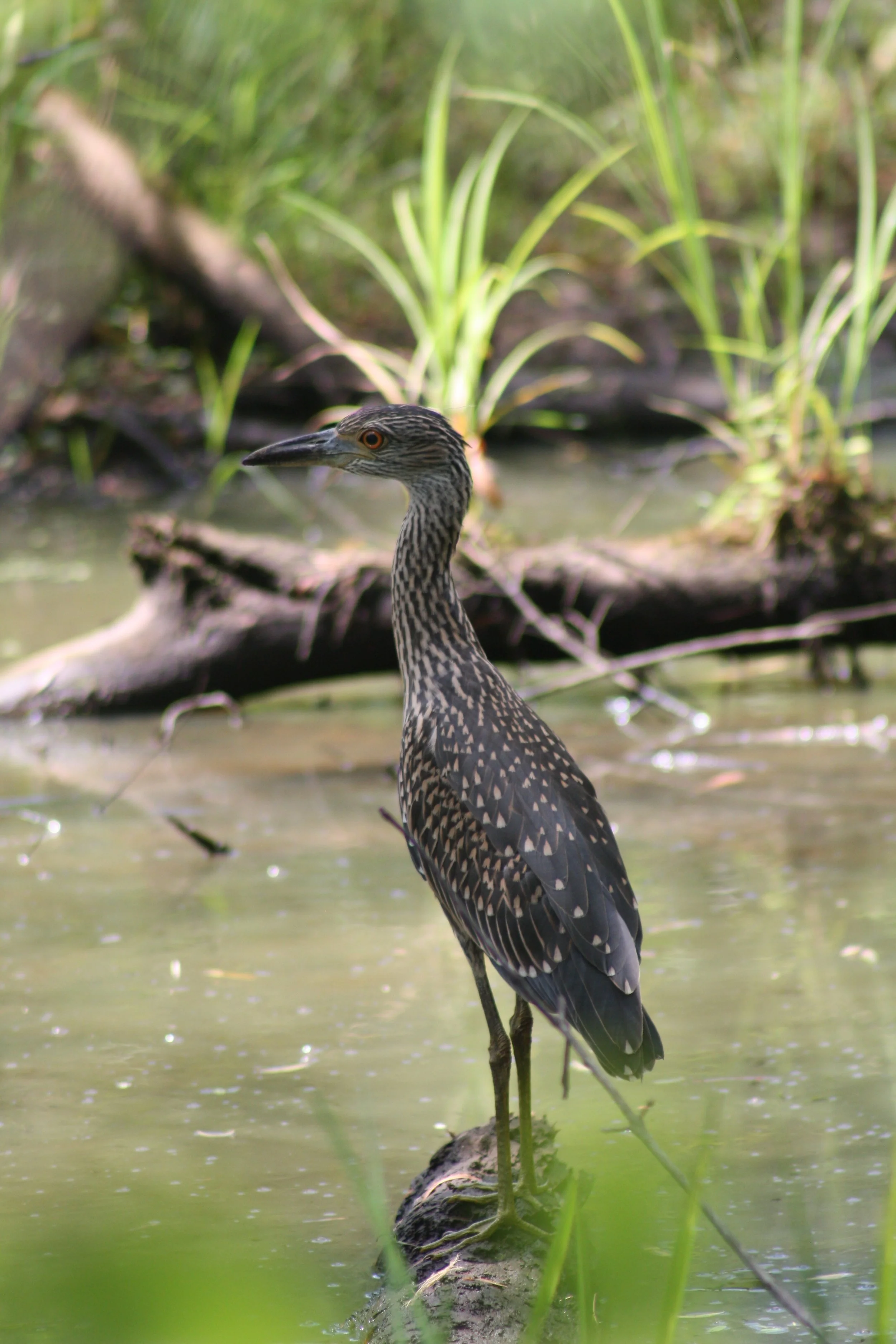 Yellow Crowned Night Heron, Suwanee, GA, 2025.