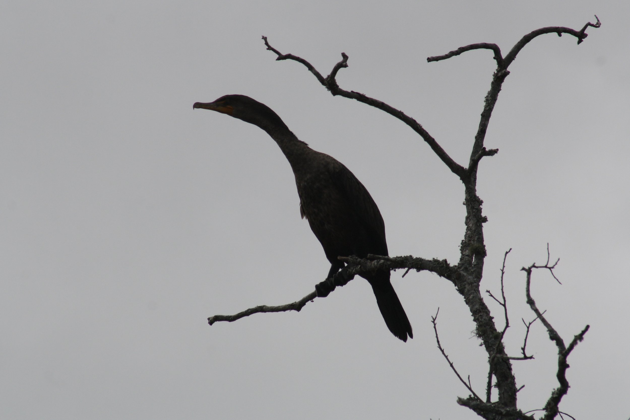 Double Crested Cormorant, Savannah, GA, 2026.