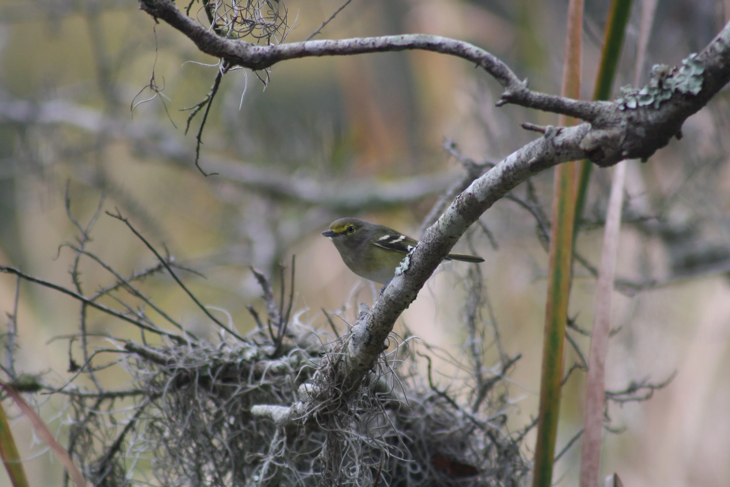 White Eyed Vireo, Skidaway Island, GA, 2025.