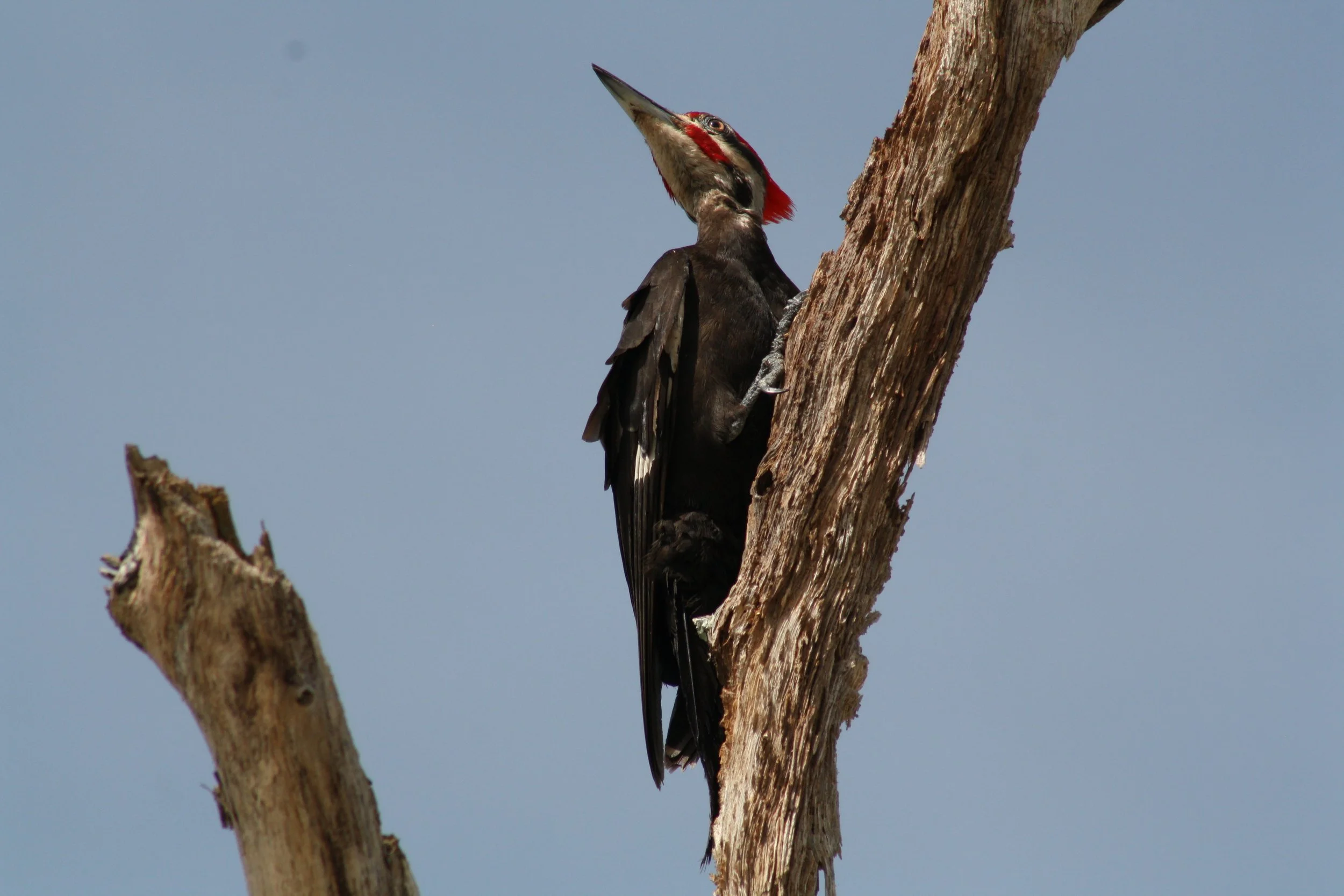 Pileated Woodpecker, Jekyll Island, GA, 2025.