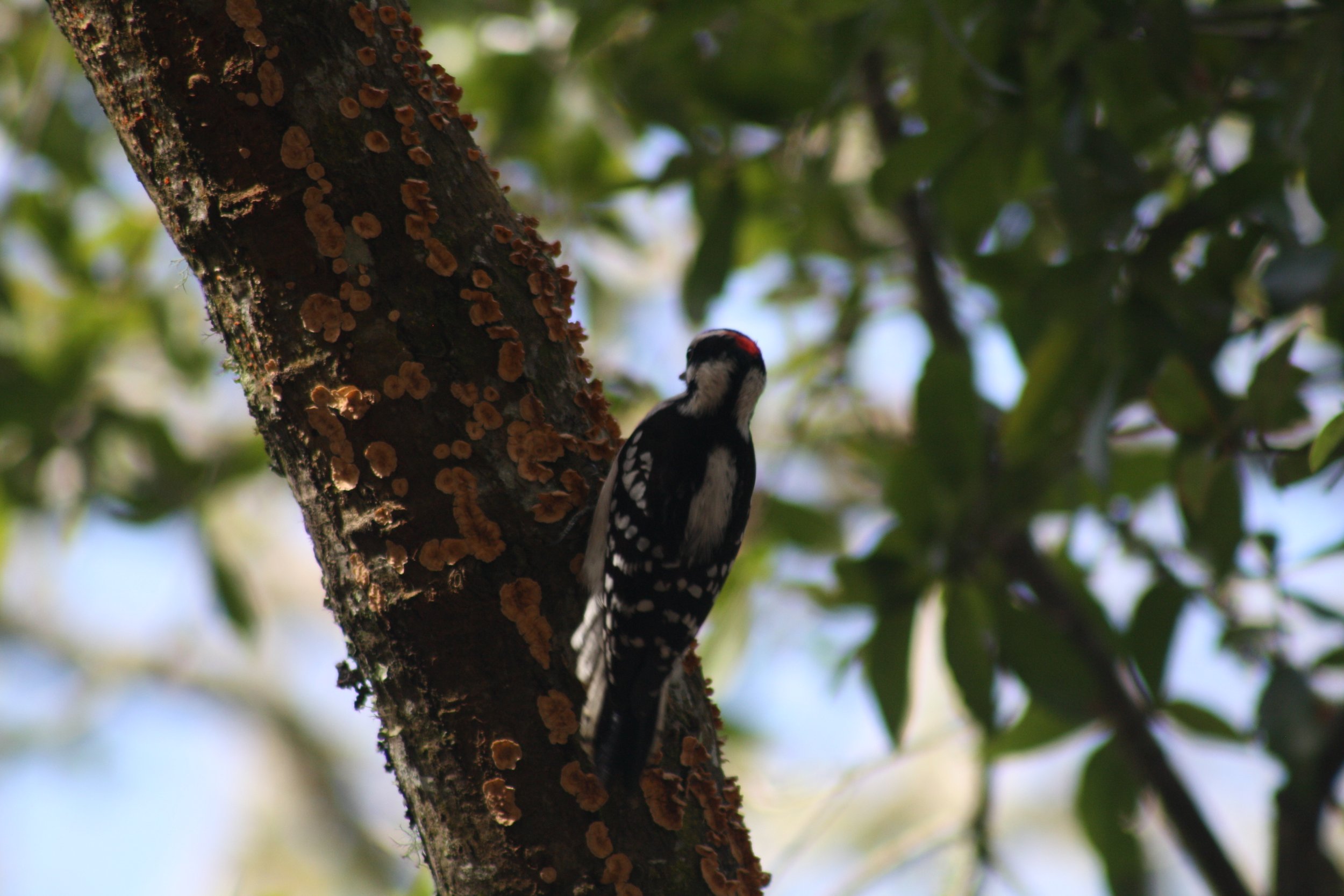 Hairy Woodpecker, Jekyll Island, GA, 2026.