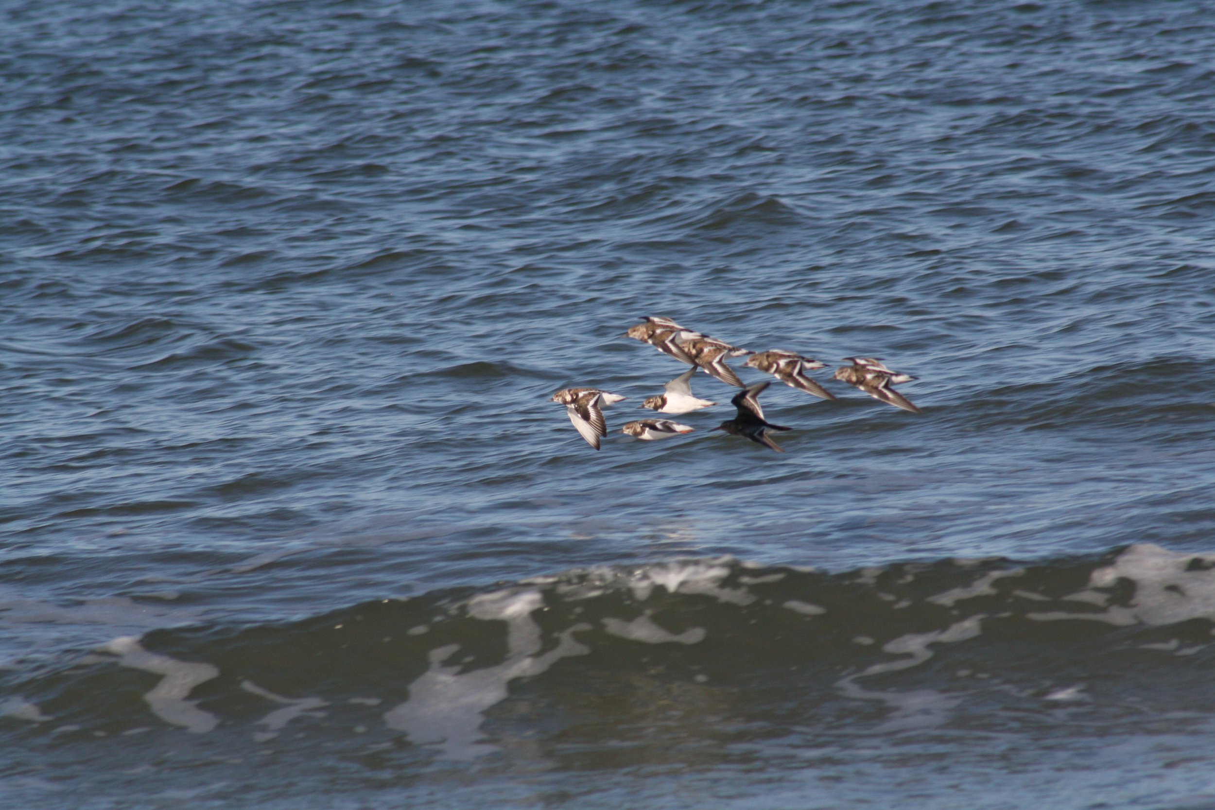 Ruddy Turnstone and Purple Sandpiper, Tybee Island, GA, 2025.