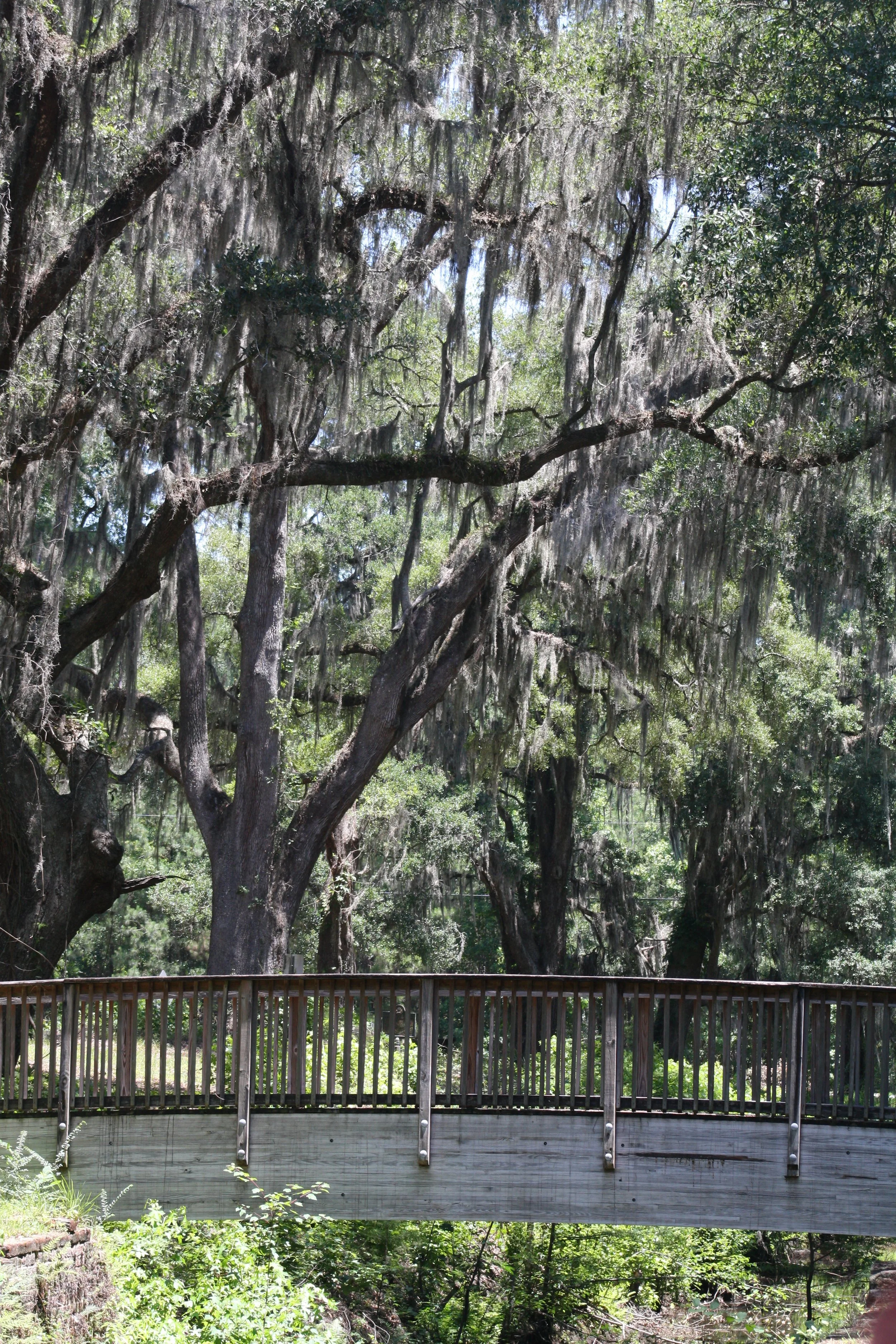 Savannah Ogeechee Canal, GA, 2026.