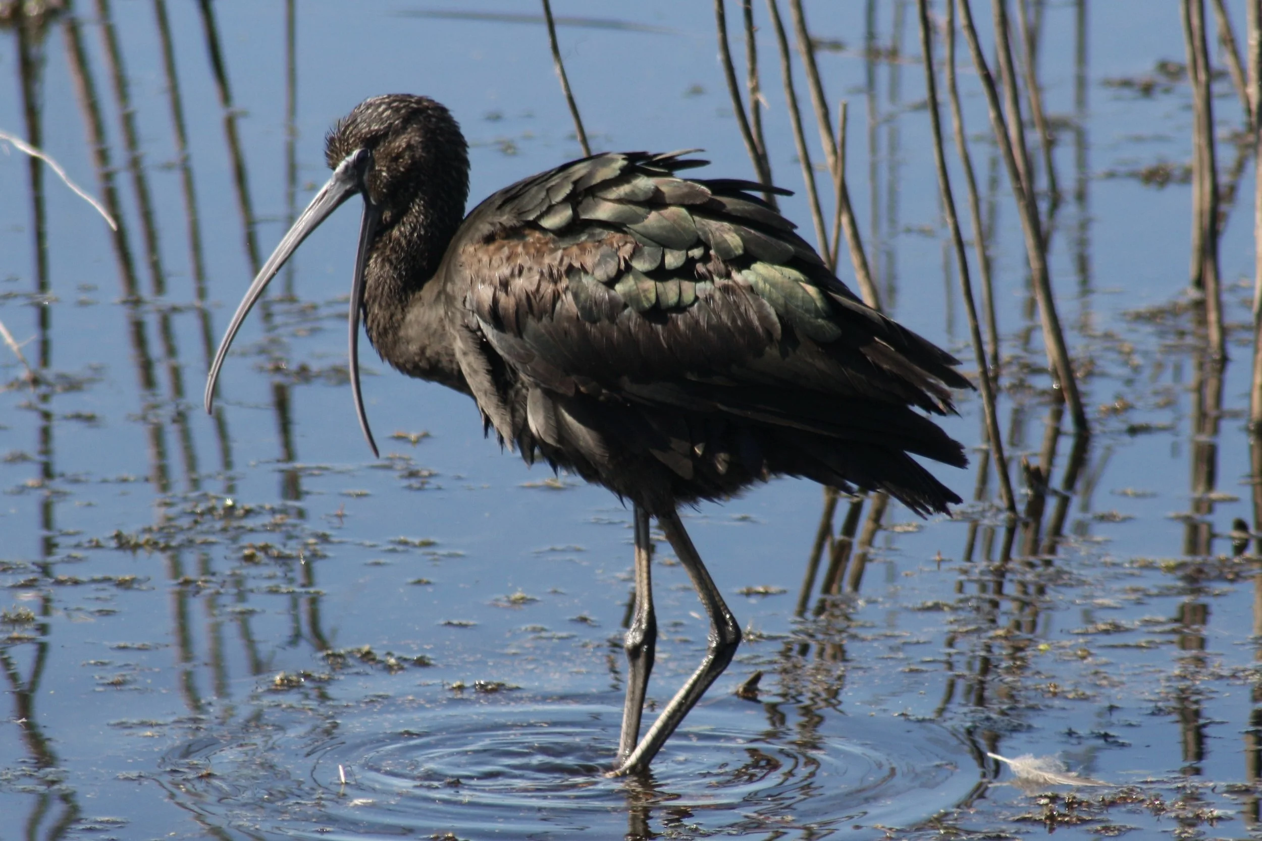 Glossy Ibis, Savannah, GA, 2026.