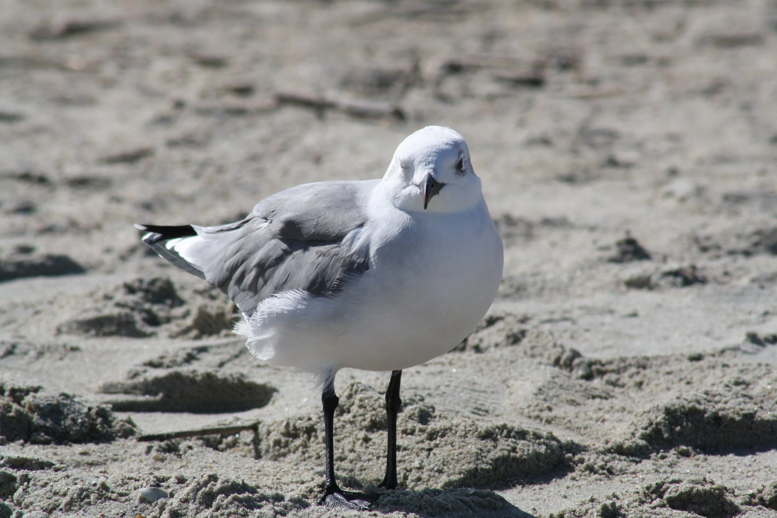 Laughing Gull, Tybee Island, GA, 2025.