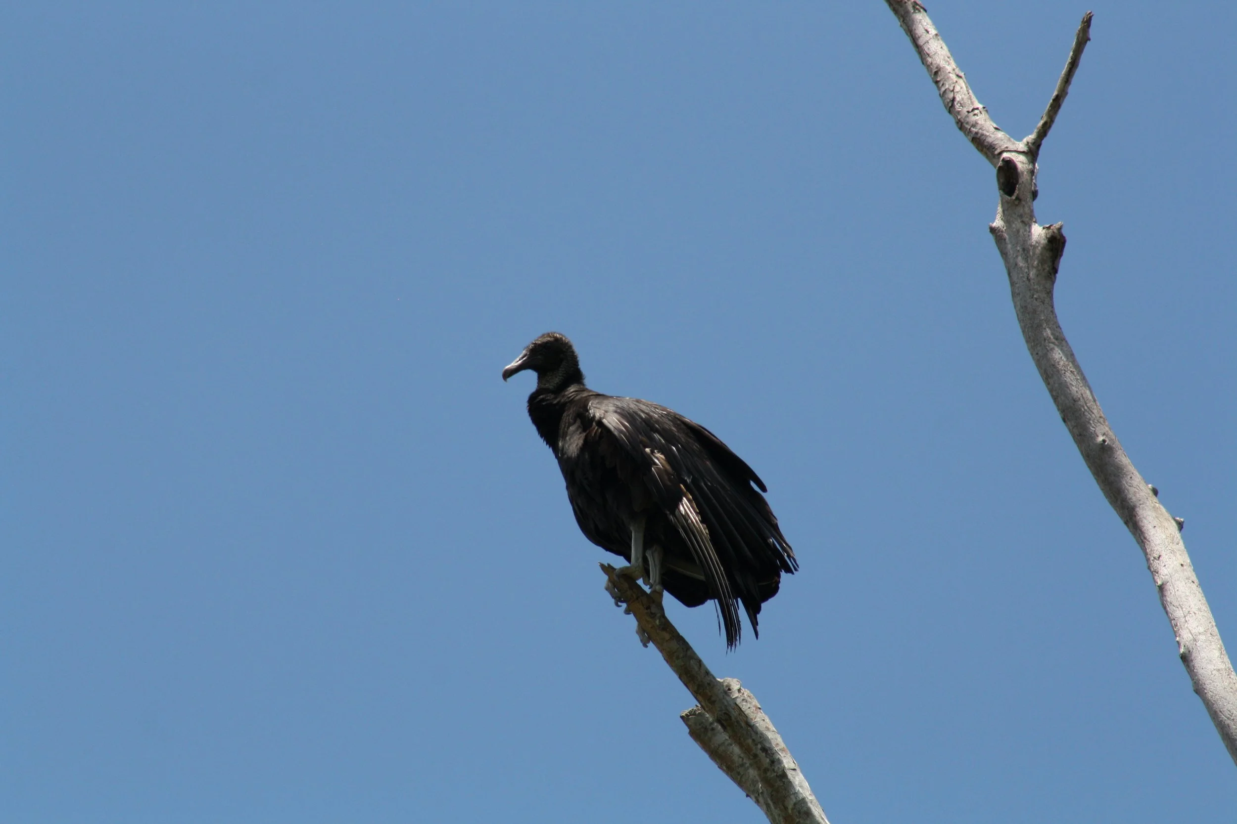 Black Vulture, Fort Pulaski, GA, 2025.