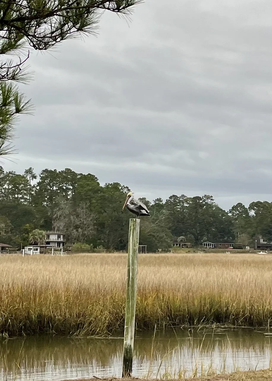 Brown Pelican, Savannah, GA, 2024.