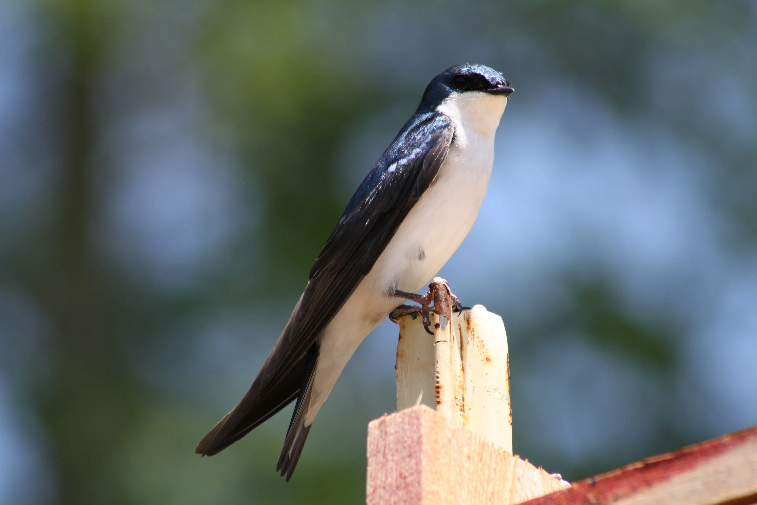 Tree Swallow, Panola Mountain, GA, 2025.