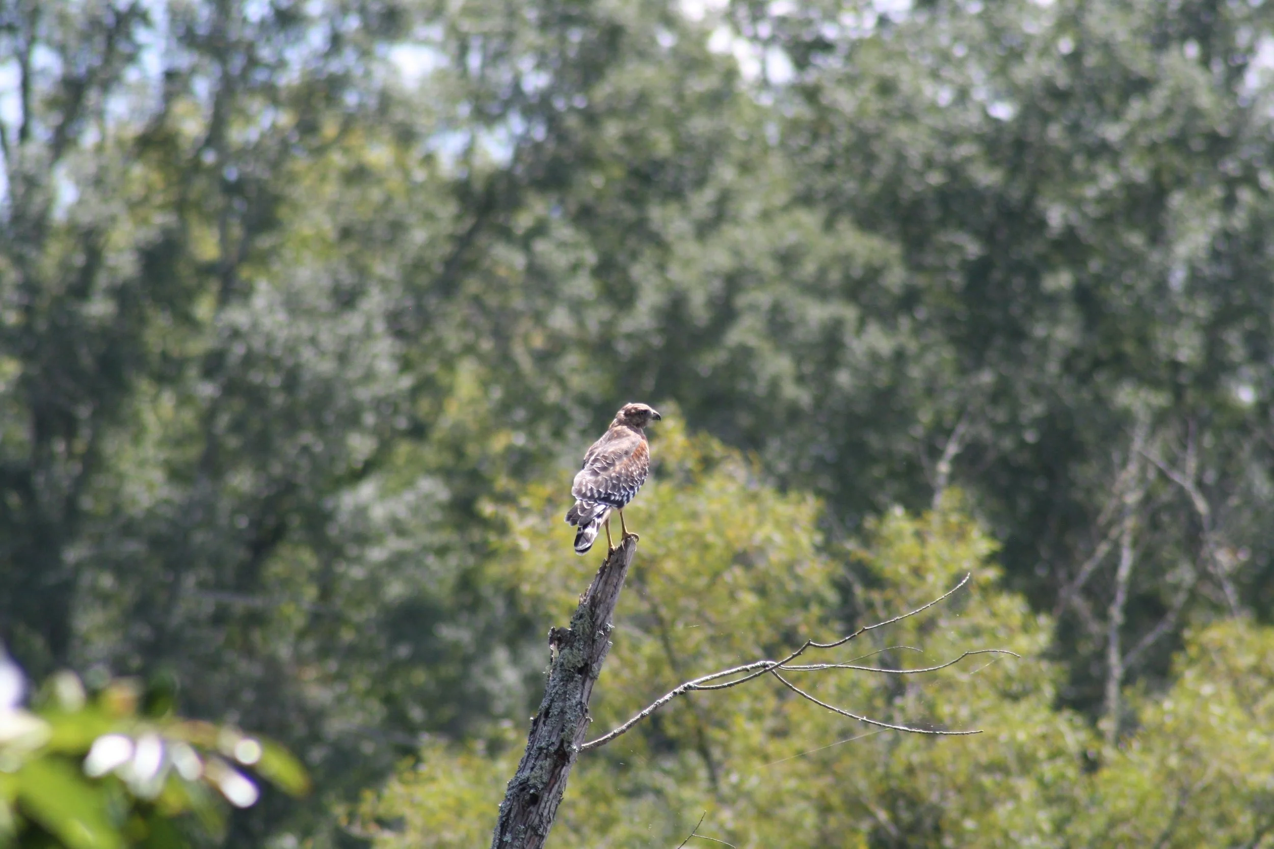 Red Shouldered Hawk, Alpharetta, GA, 2025.