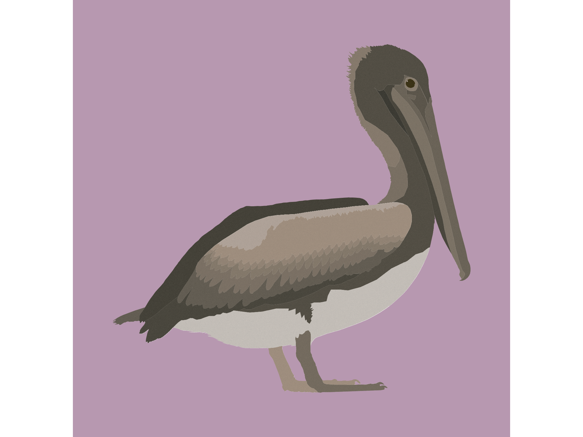Pelican.png