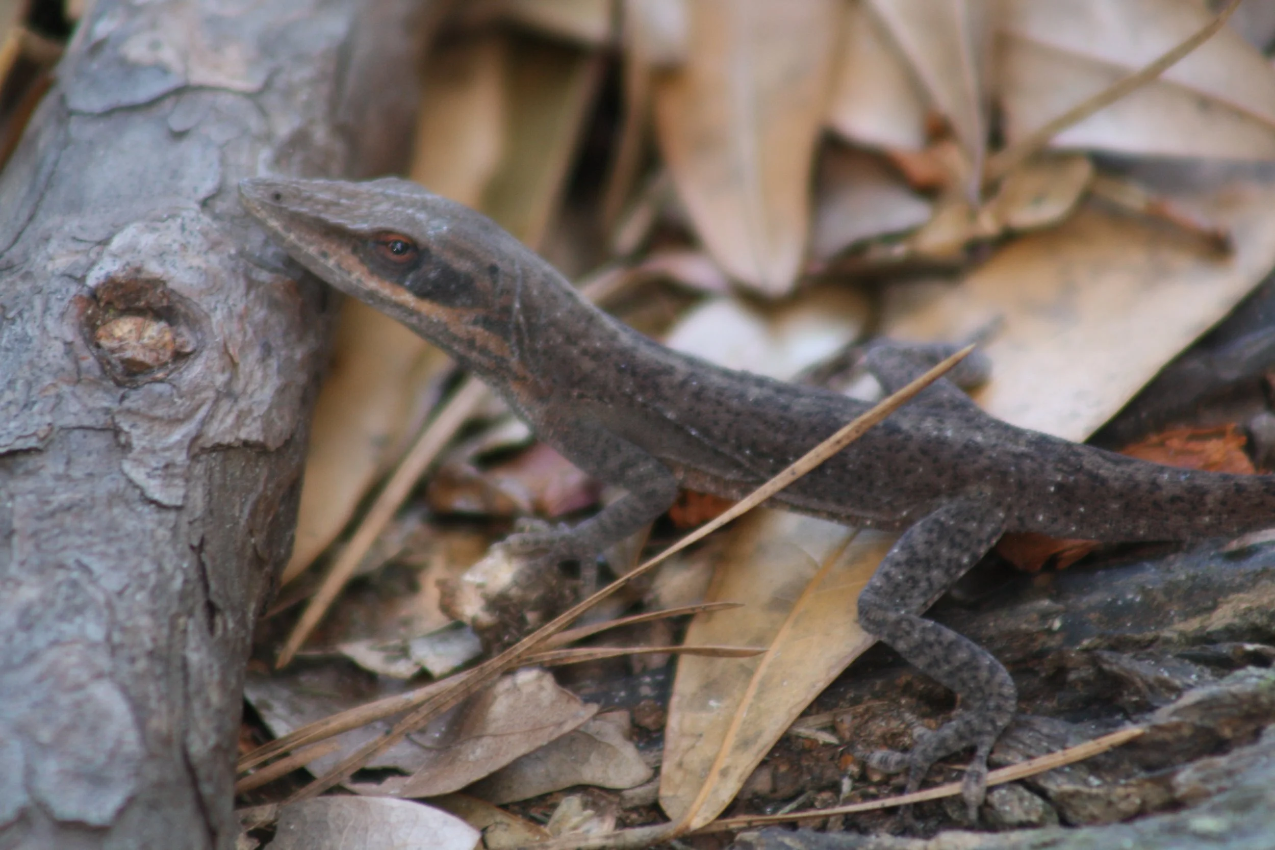 Green Anole, Skidaway Island, GA, 2026.