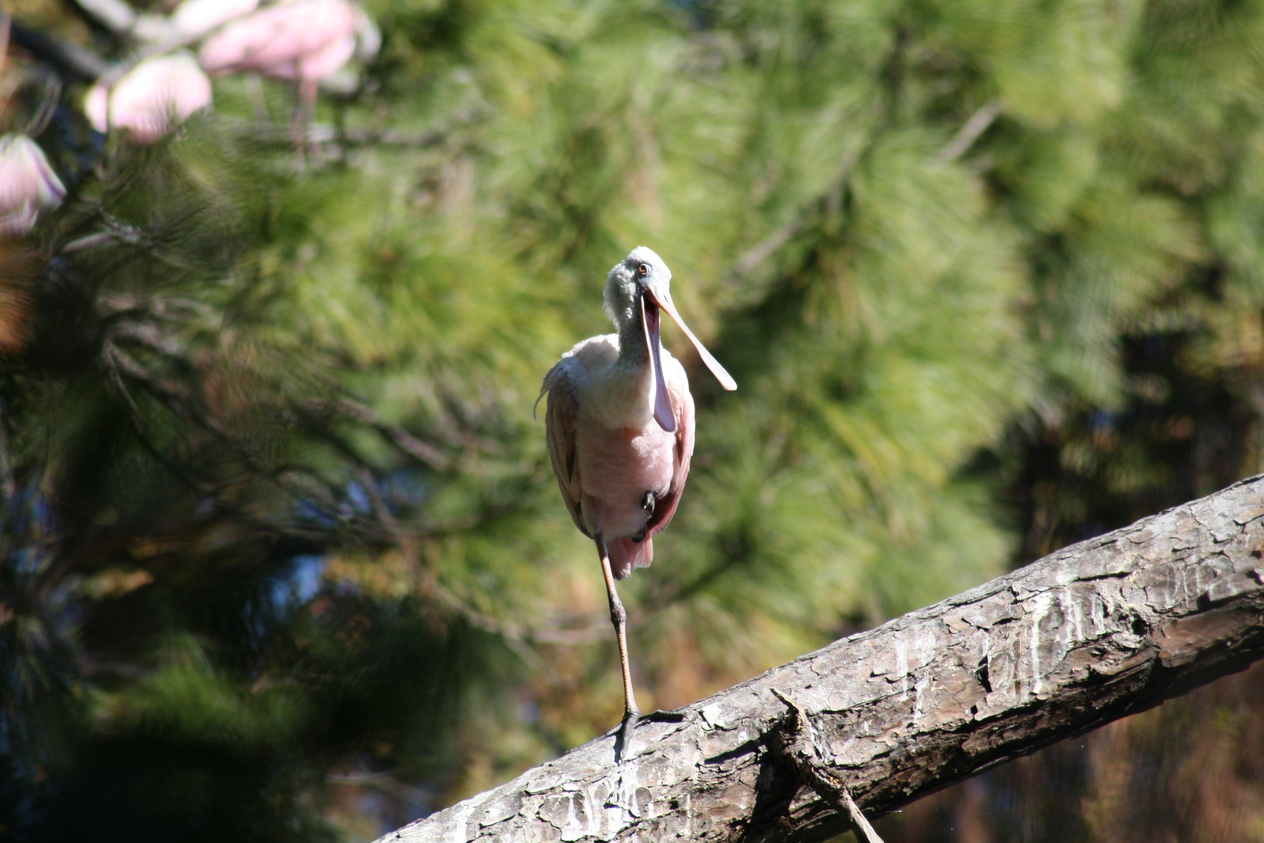 Roseate Spoonbill, Jekyll Island, GA, 2025.