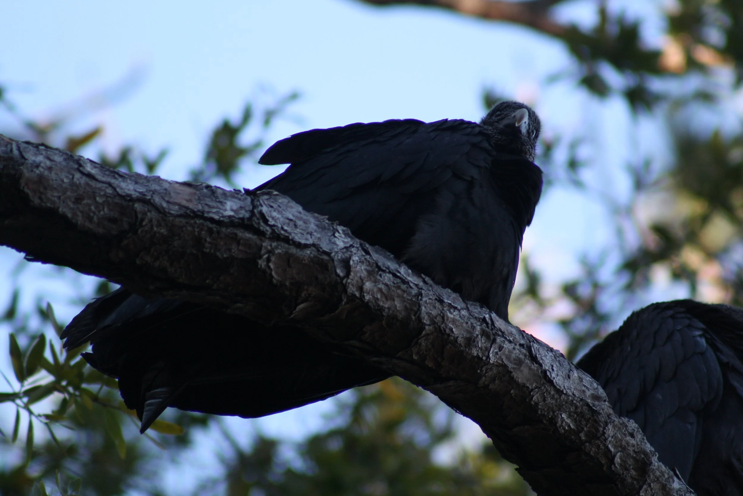 Black Vulture, Jekyll Island, GA, 2026.
