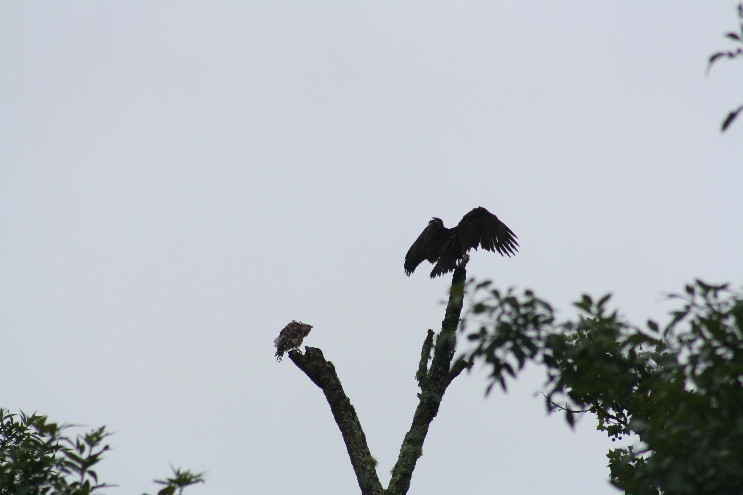 Red Shouldered Hawk and Turkey Vulture, Suwanee, GA, 2025.