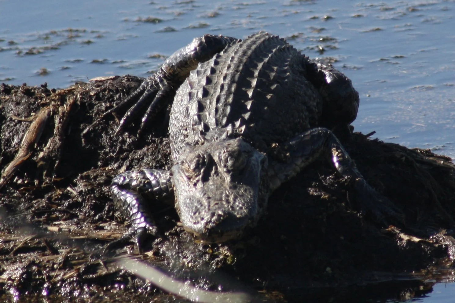 Alligator, Savannah, GA, 2026.