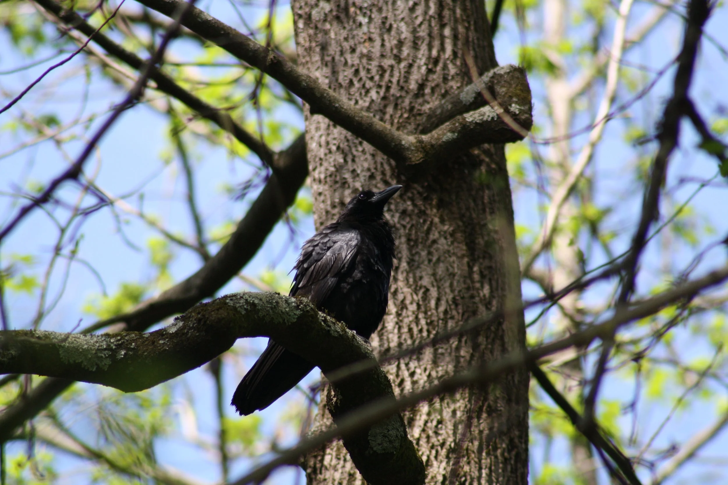 American Crow, Atlanta, GA, 2025.