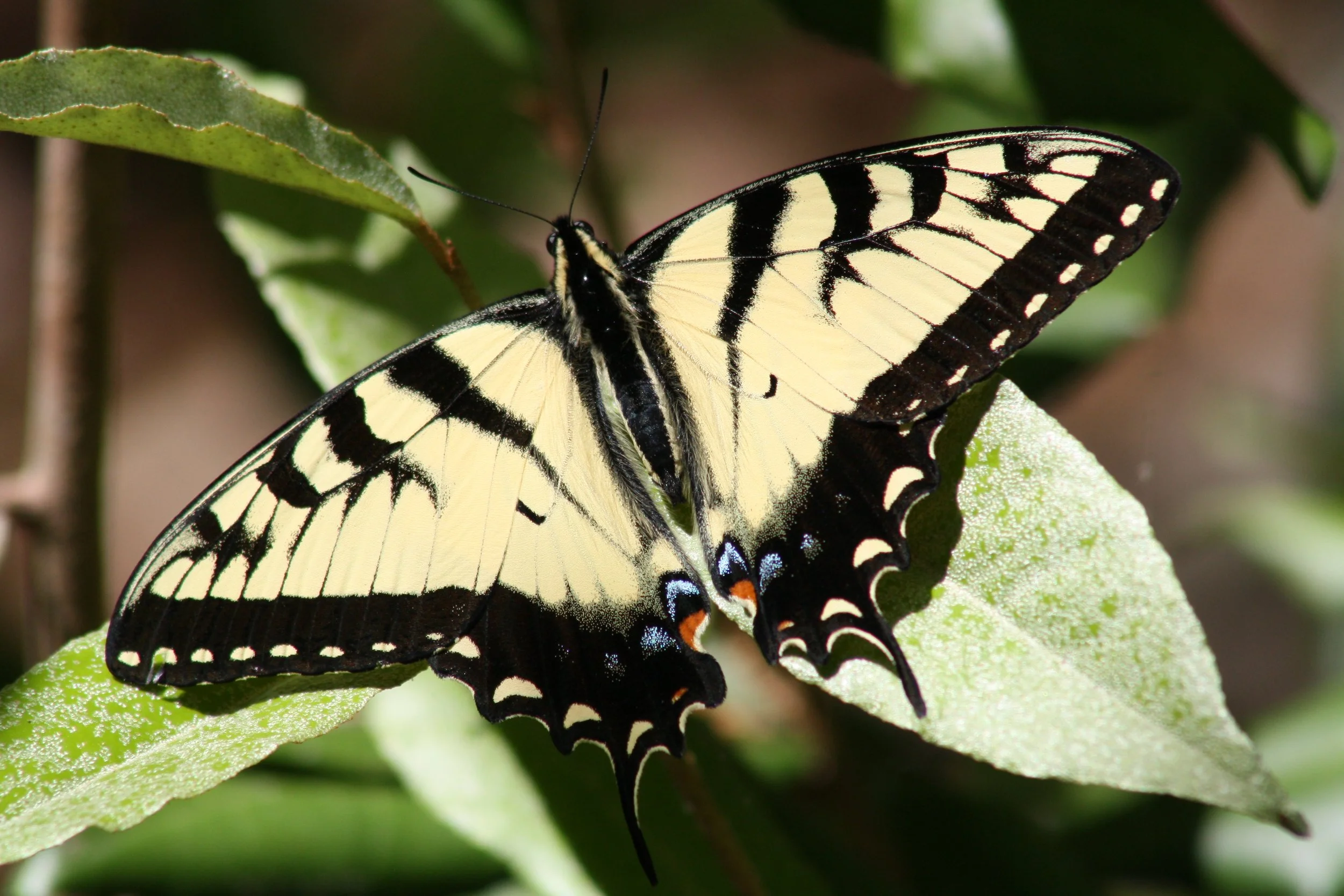 Island Ford, GA, 2025.