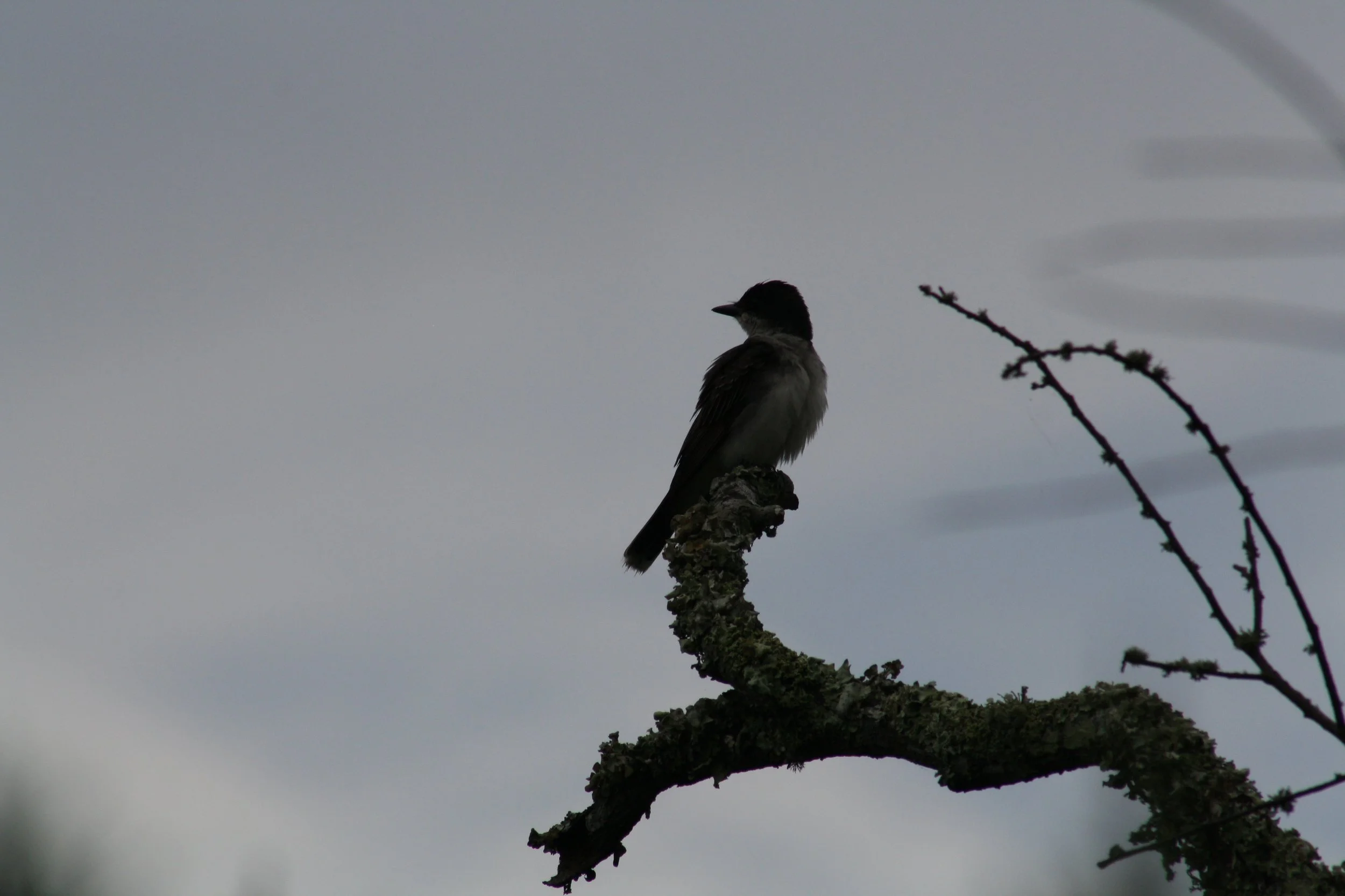 Eastern Kingbird, Jekyll Island, GA, 2025.