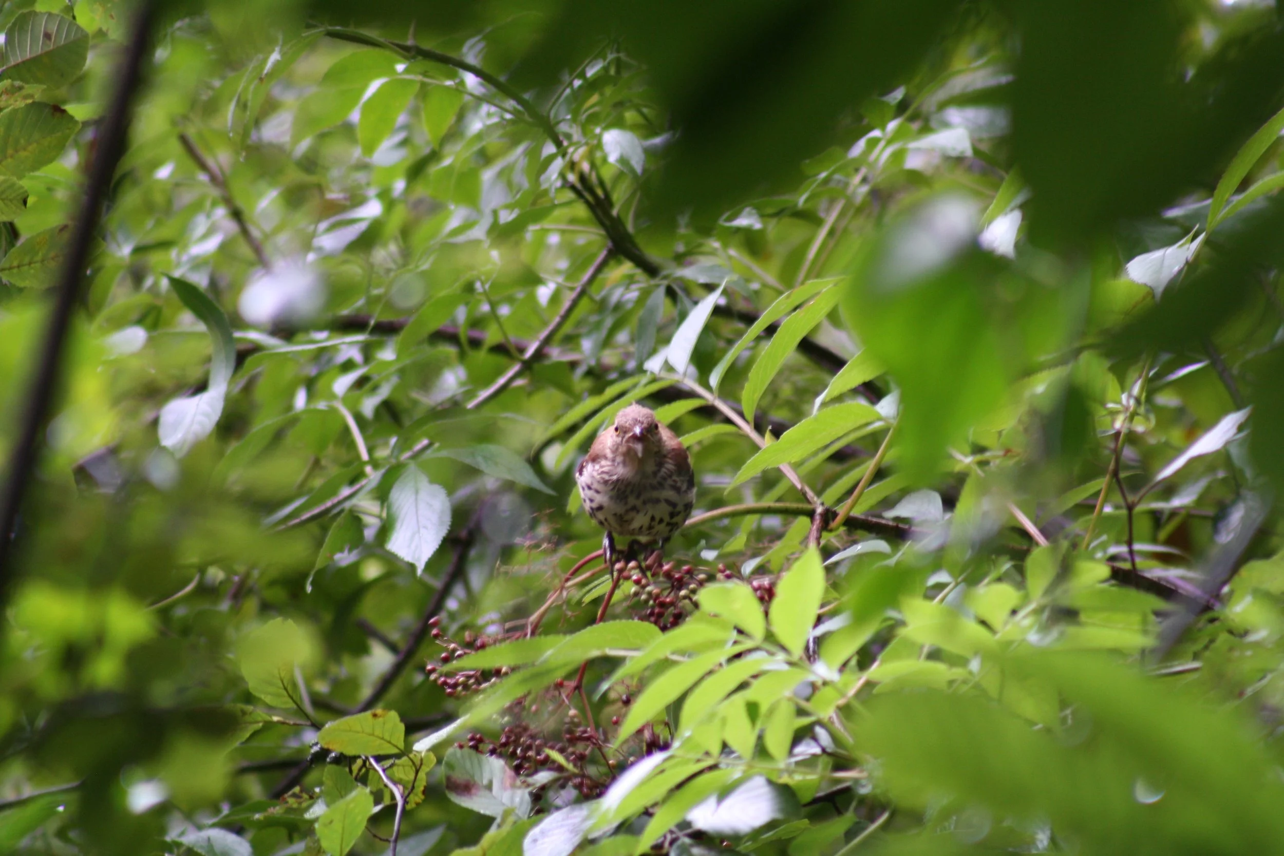 Brown Thrasher, Suwanee, GA, 2025.