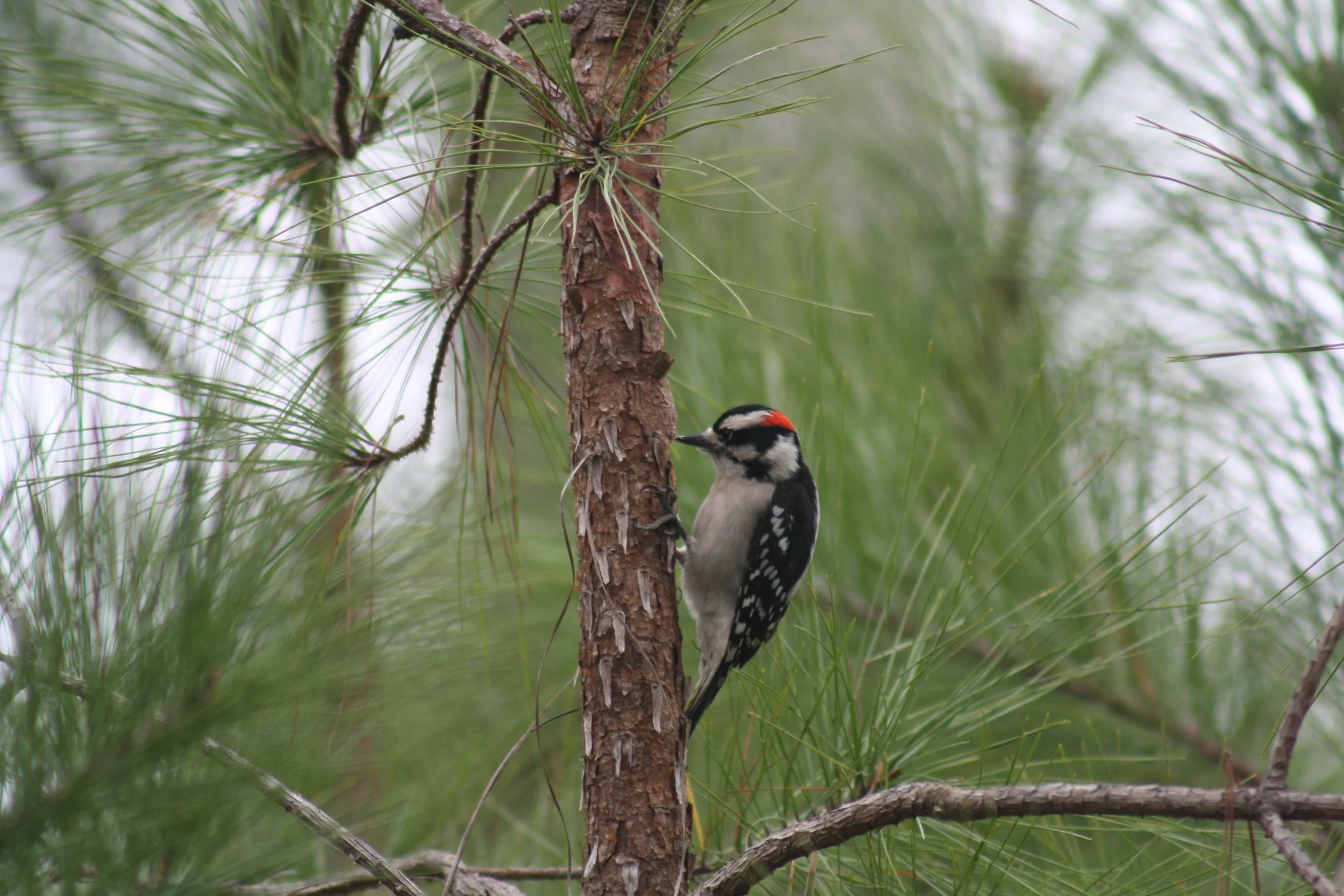 Downy Woodpecker, Skidaway Island, GA, 2025.