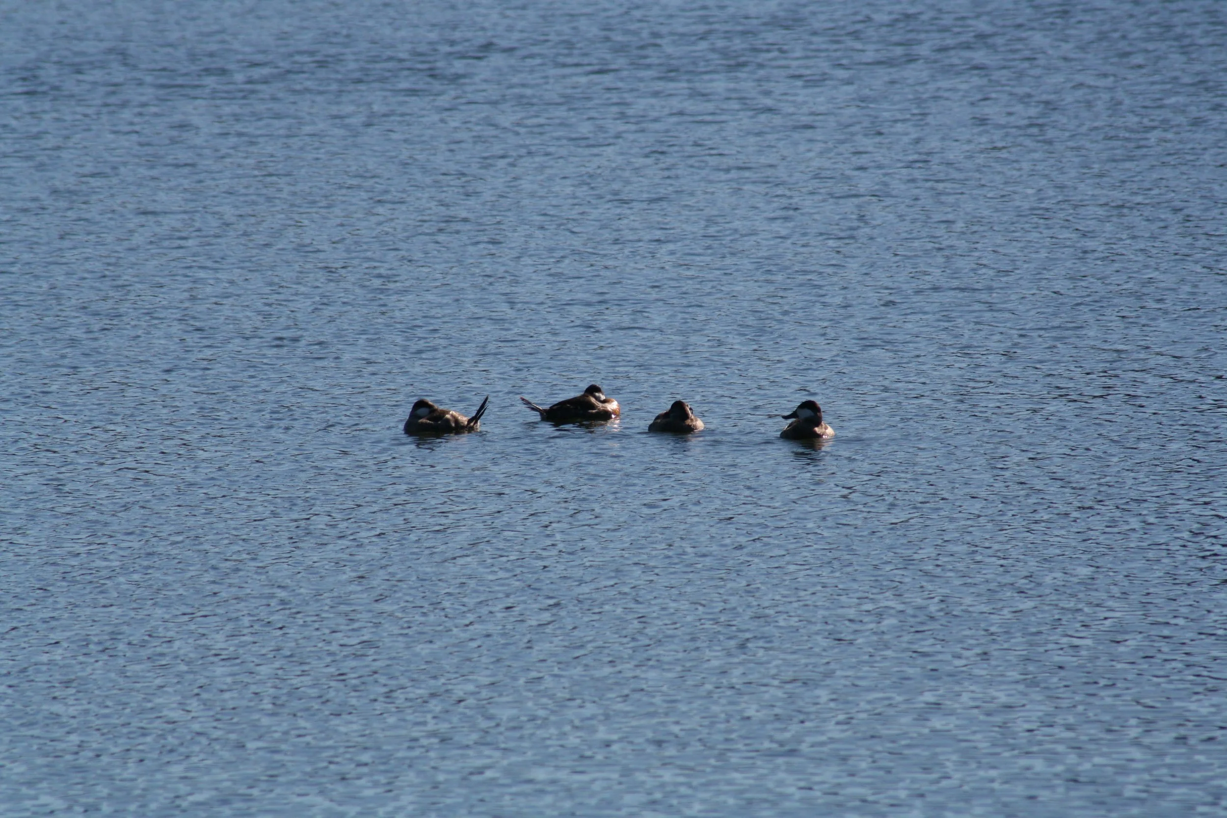 Ruddy Duck, Savannah, GA, 2025.