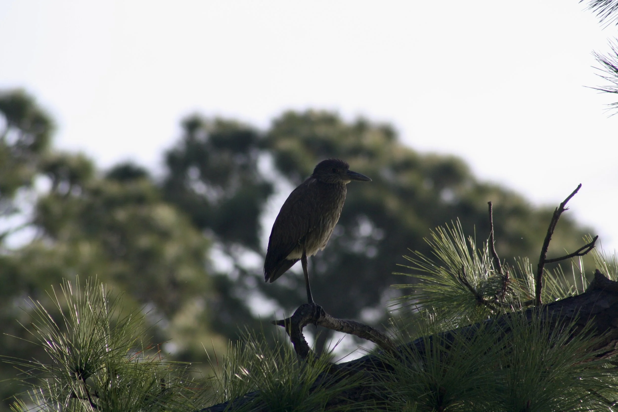 Black Crowned Night Heron, Jekyll Island, GA, 2026.