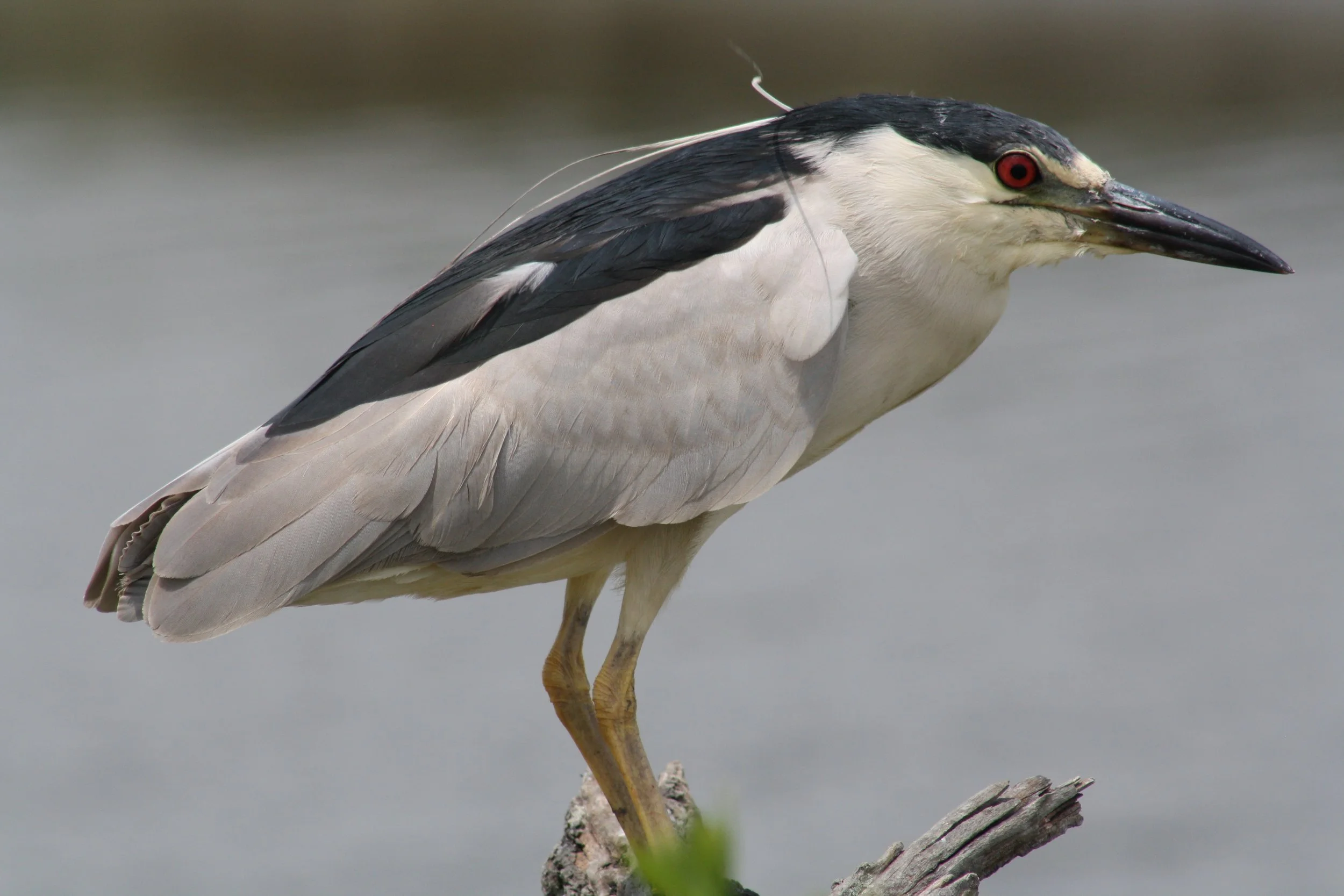 Black Crowned Night Heron, Andrew's Island Causeway, GA, 2025.