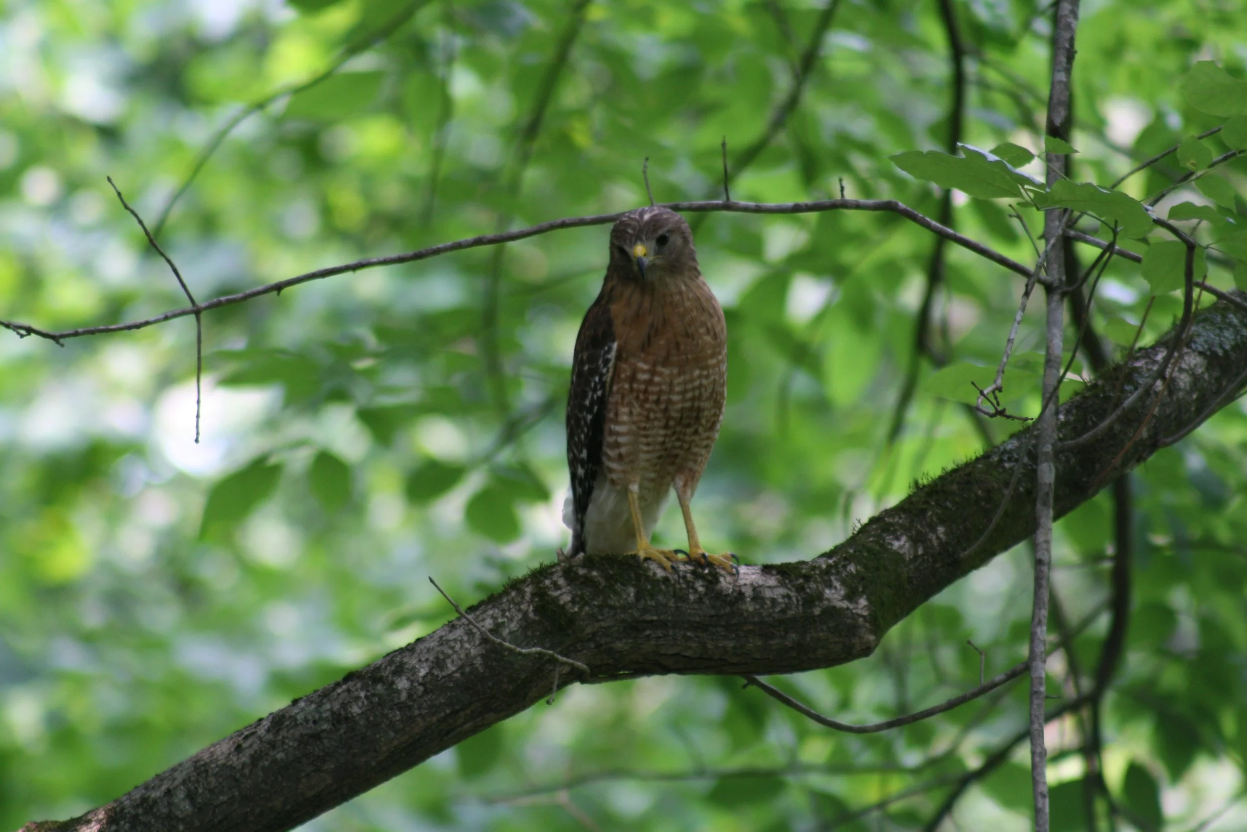 Red Shouldered Hawk, Atlanta, GA, 2025.