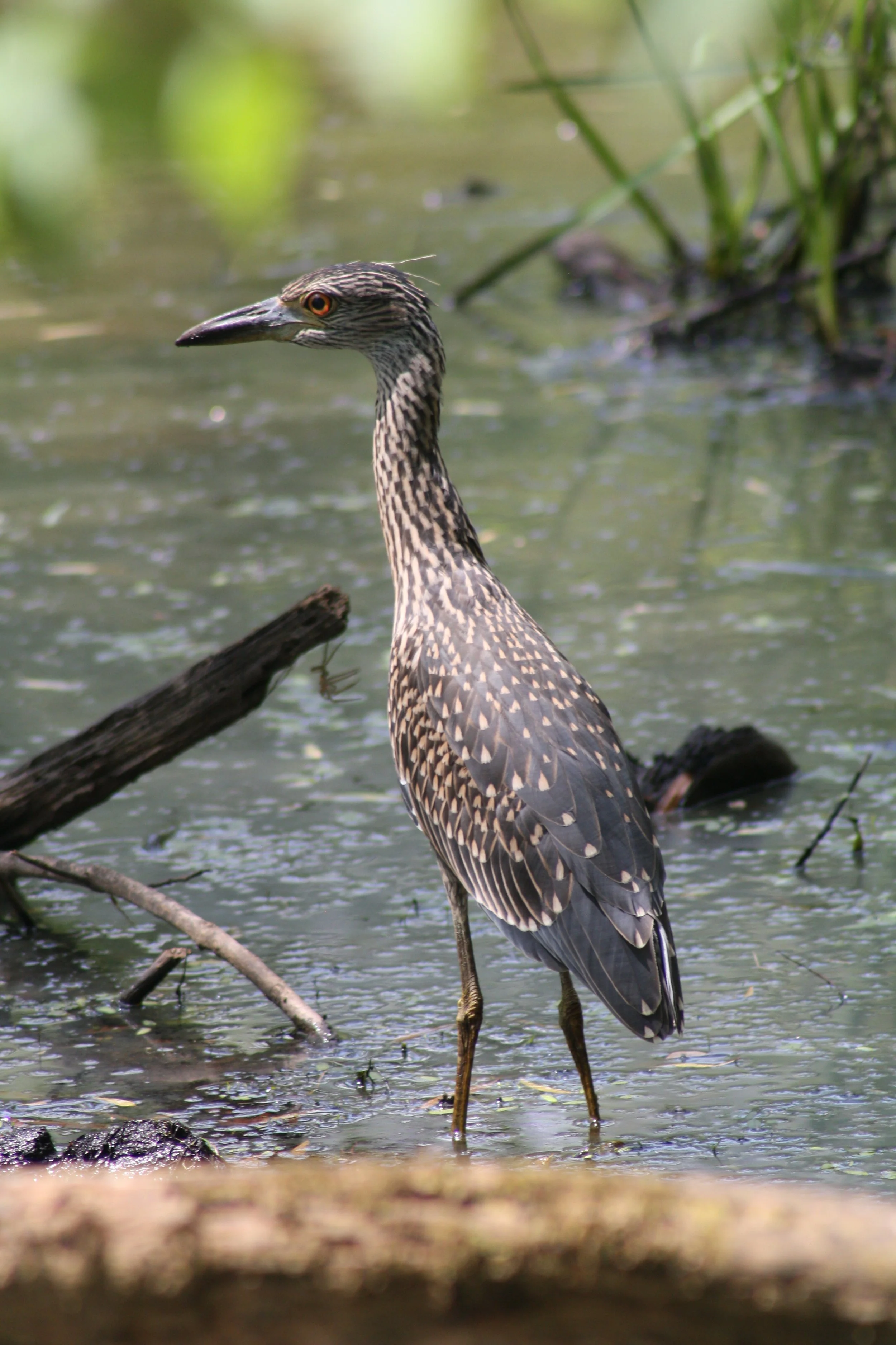 Yellow Crowned Night Heron, Suwanee, GA, 2025.