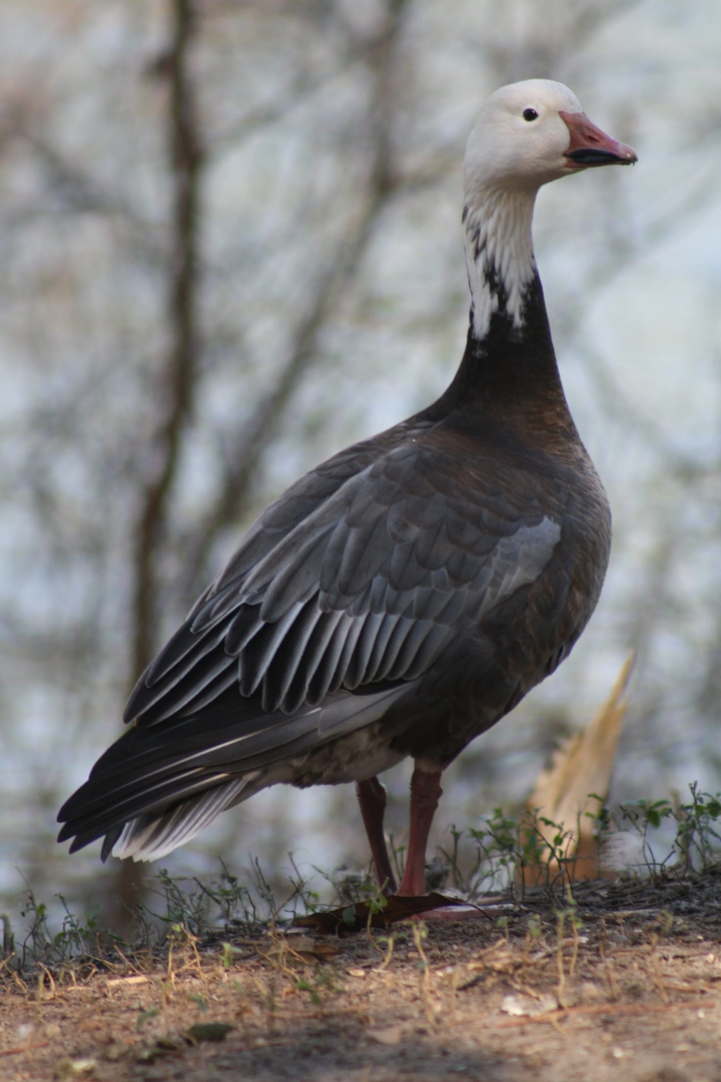 Snow Goose, Savannah, GA, 2026.